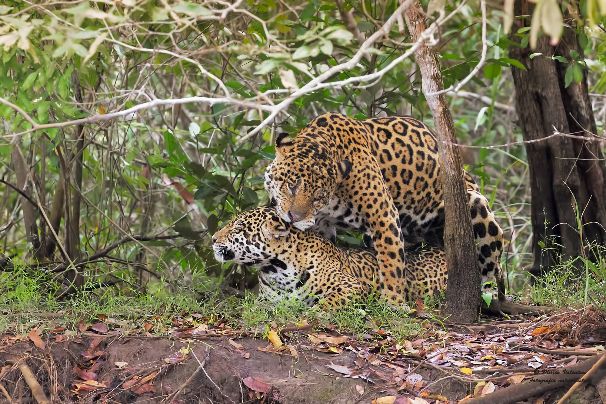 Jaguars in love