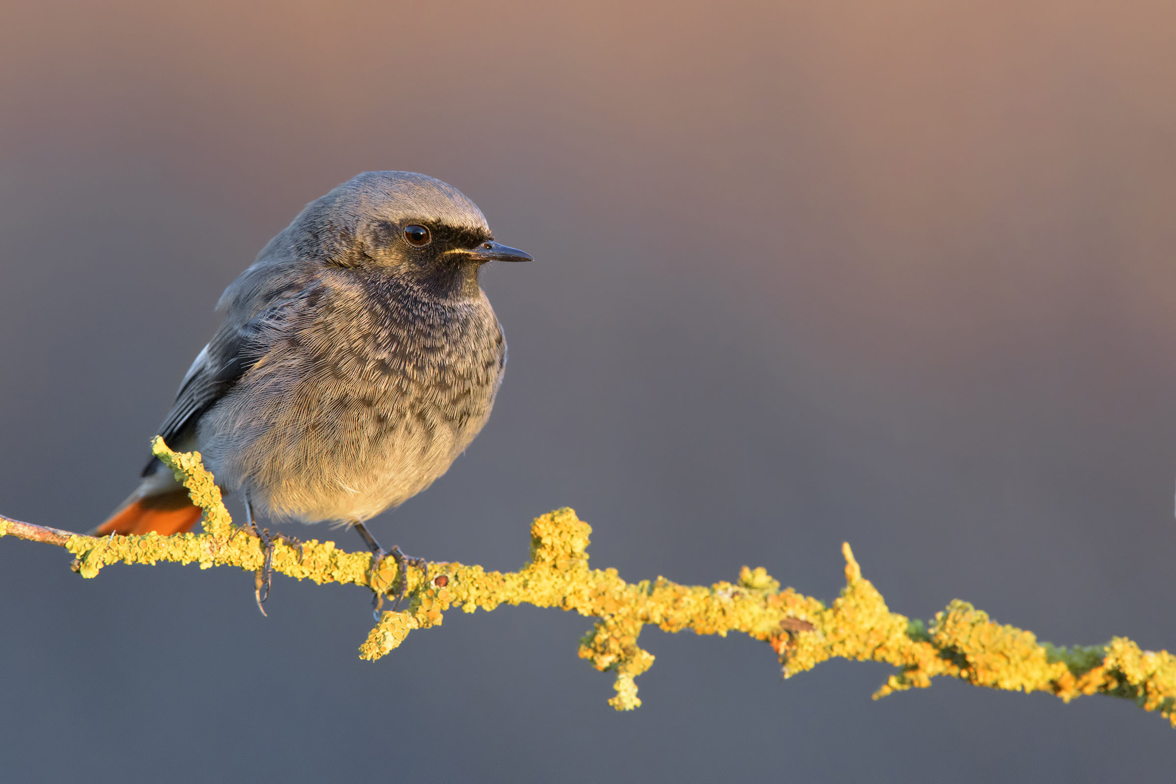 spazzacamino all'alba
