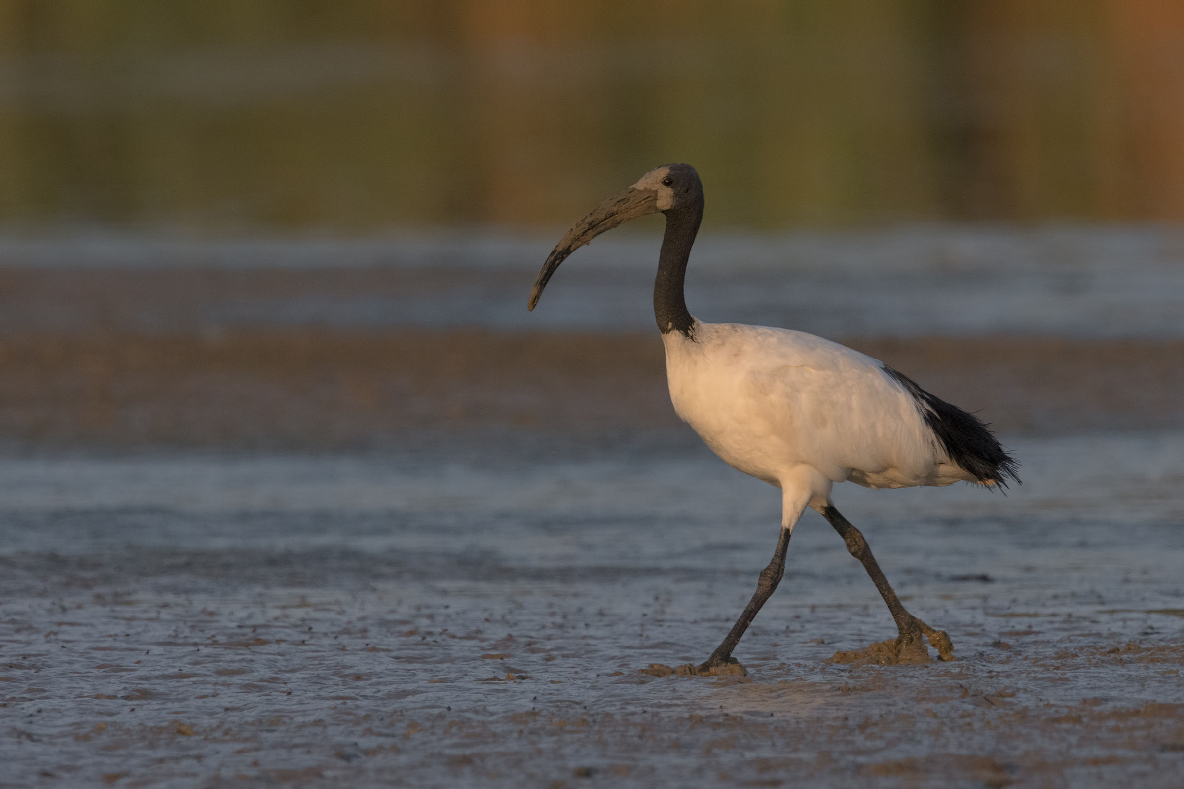 ibis al tramonto