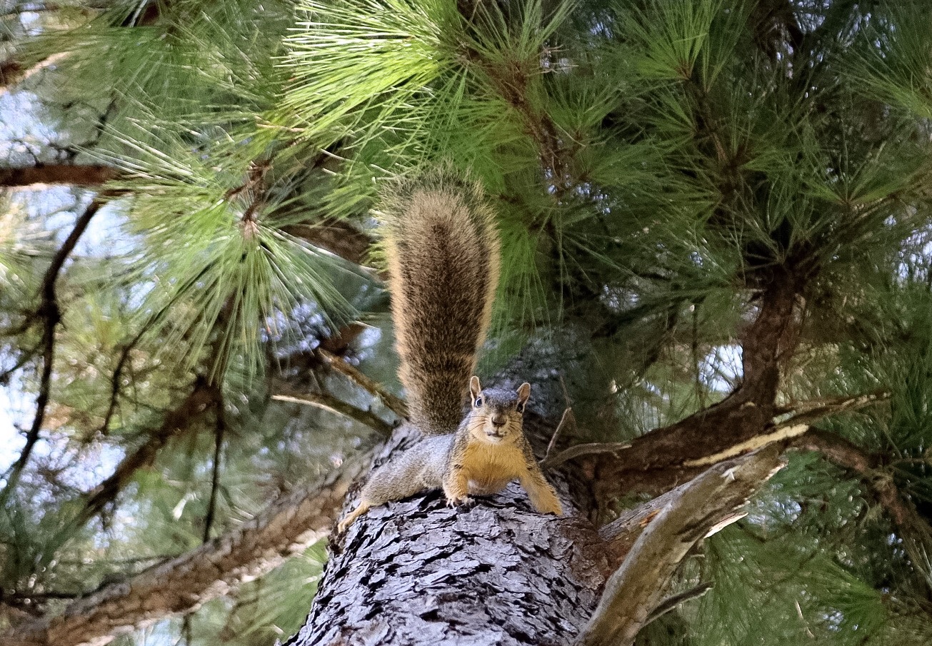 Scoiattolo arrabbiato