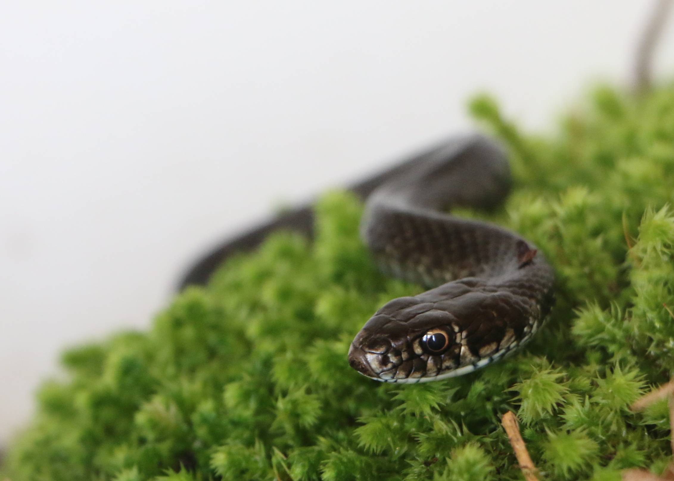 Si avvicina silenziosa come il vento