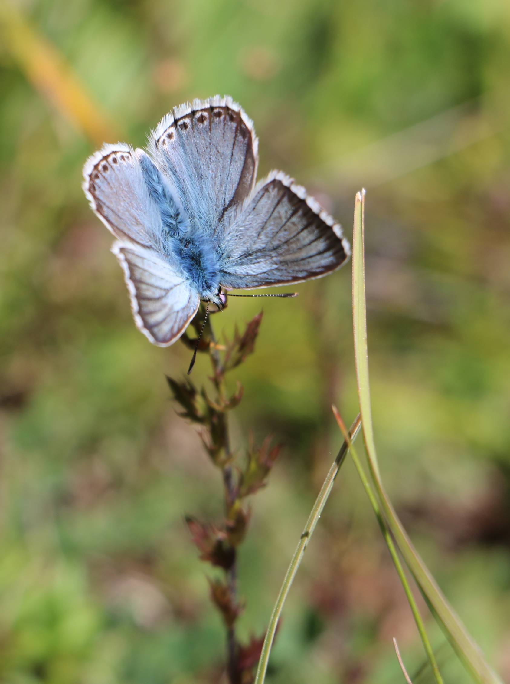 Corri corri che ti prendo