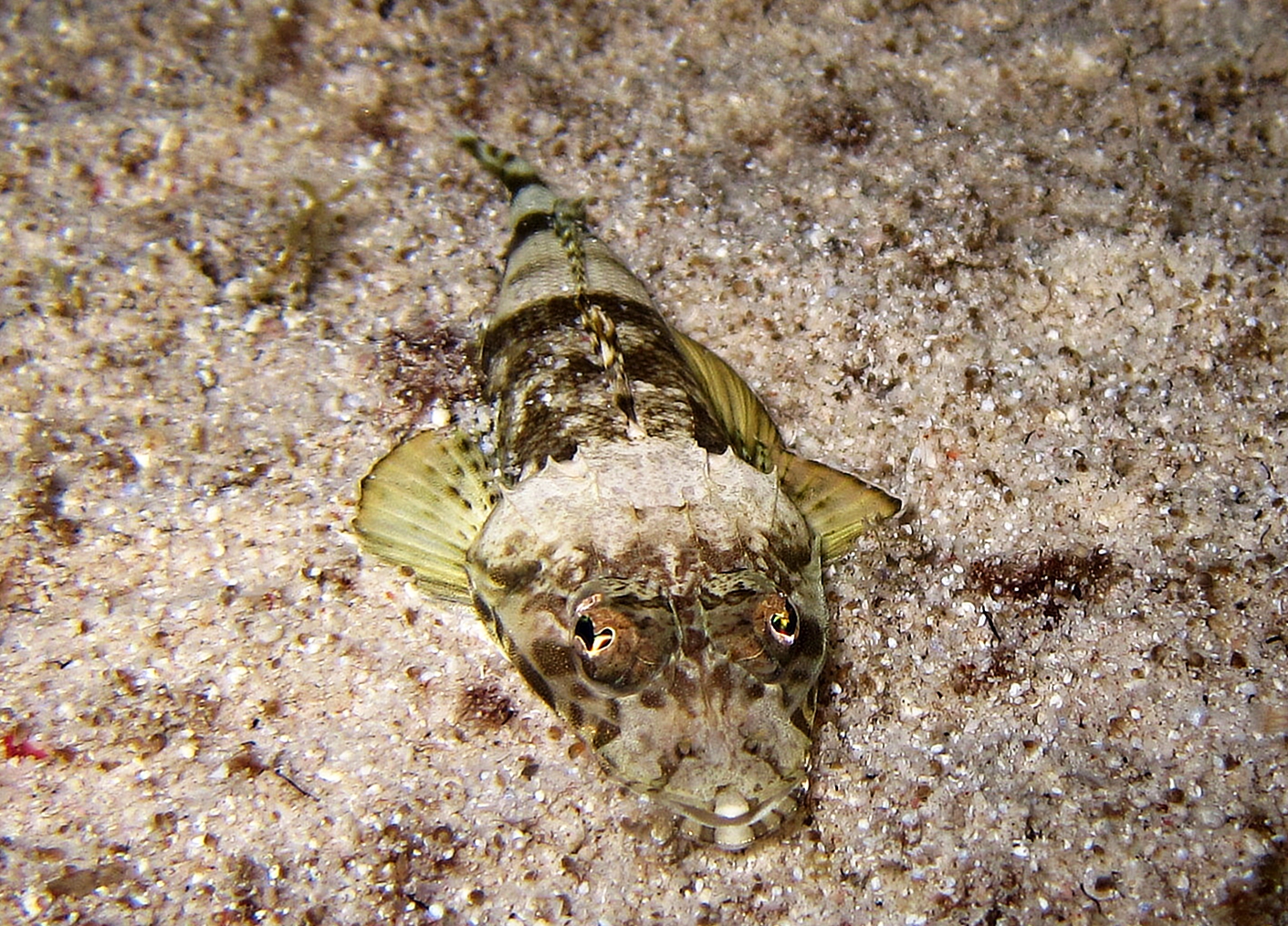 nascosto nella sabbia