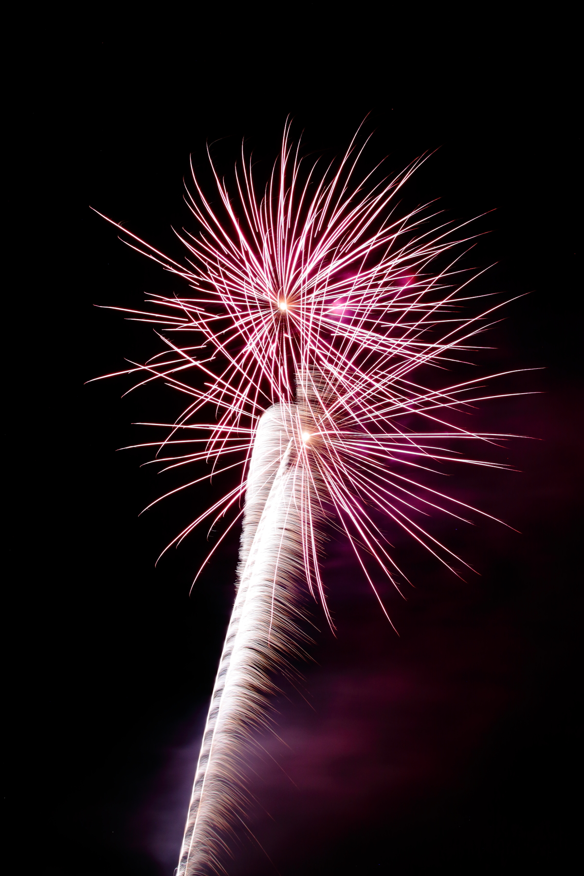 A flower in the night