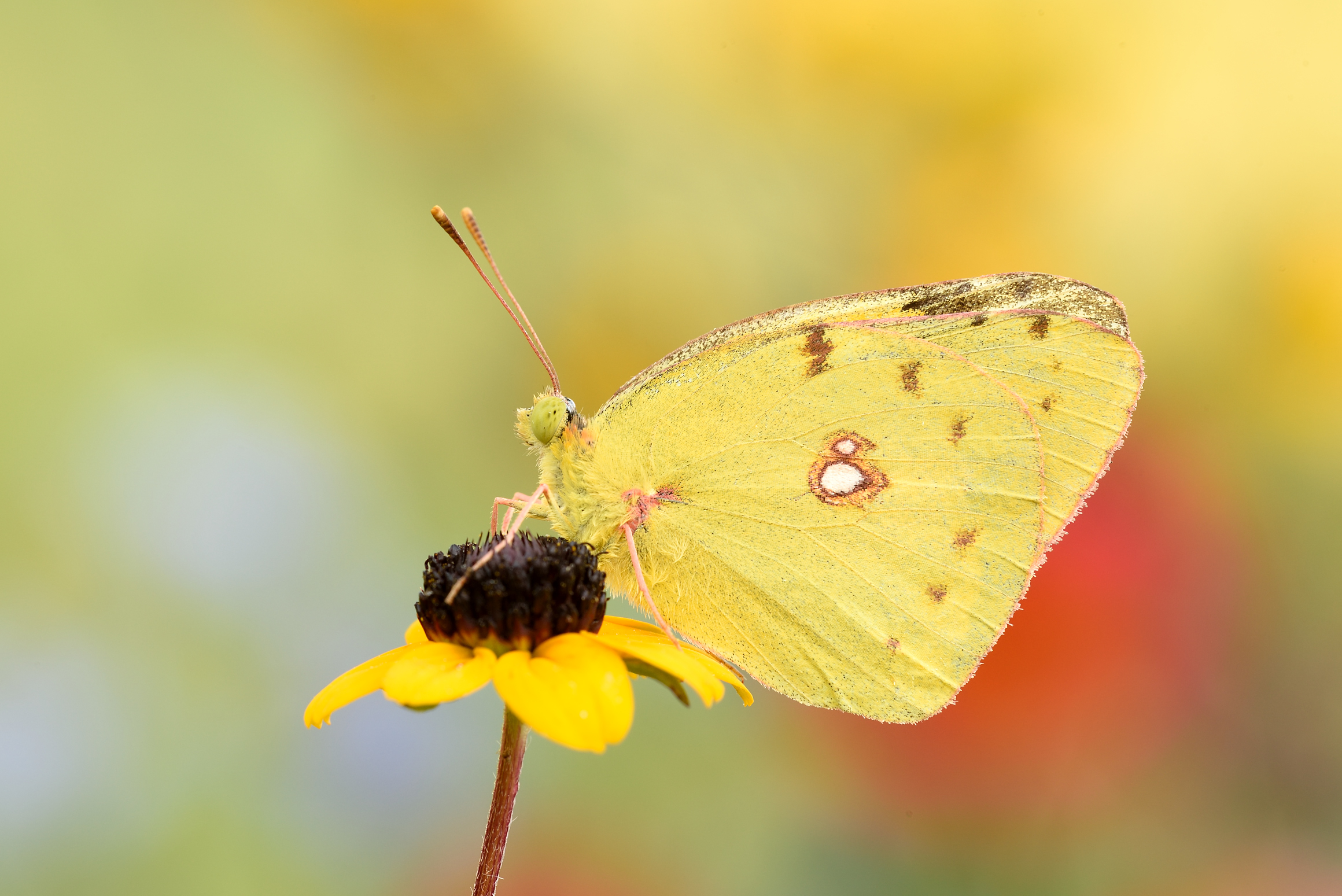 Colias crocea