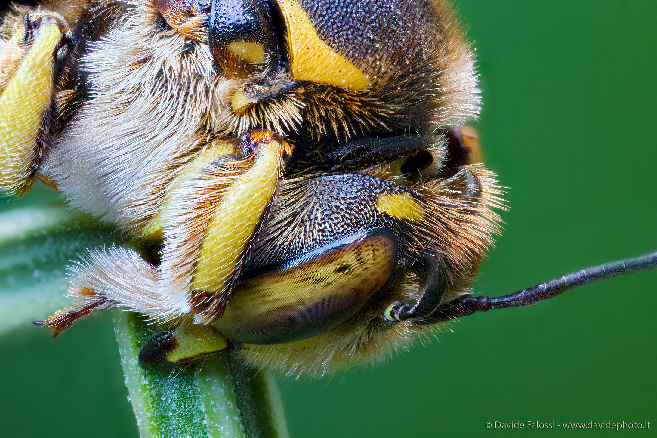 Anthidium florentinum