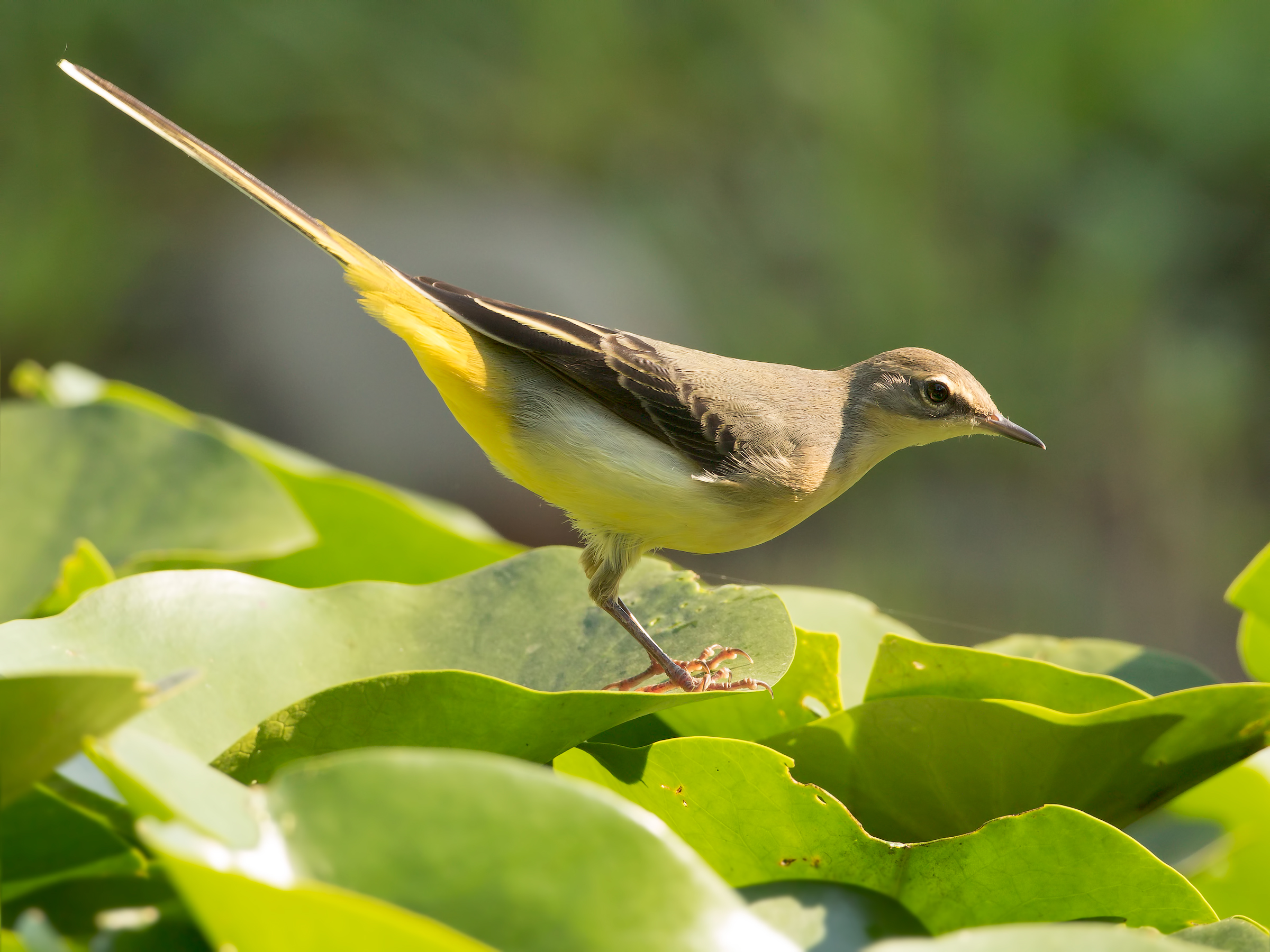 yellow wagtail