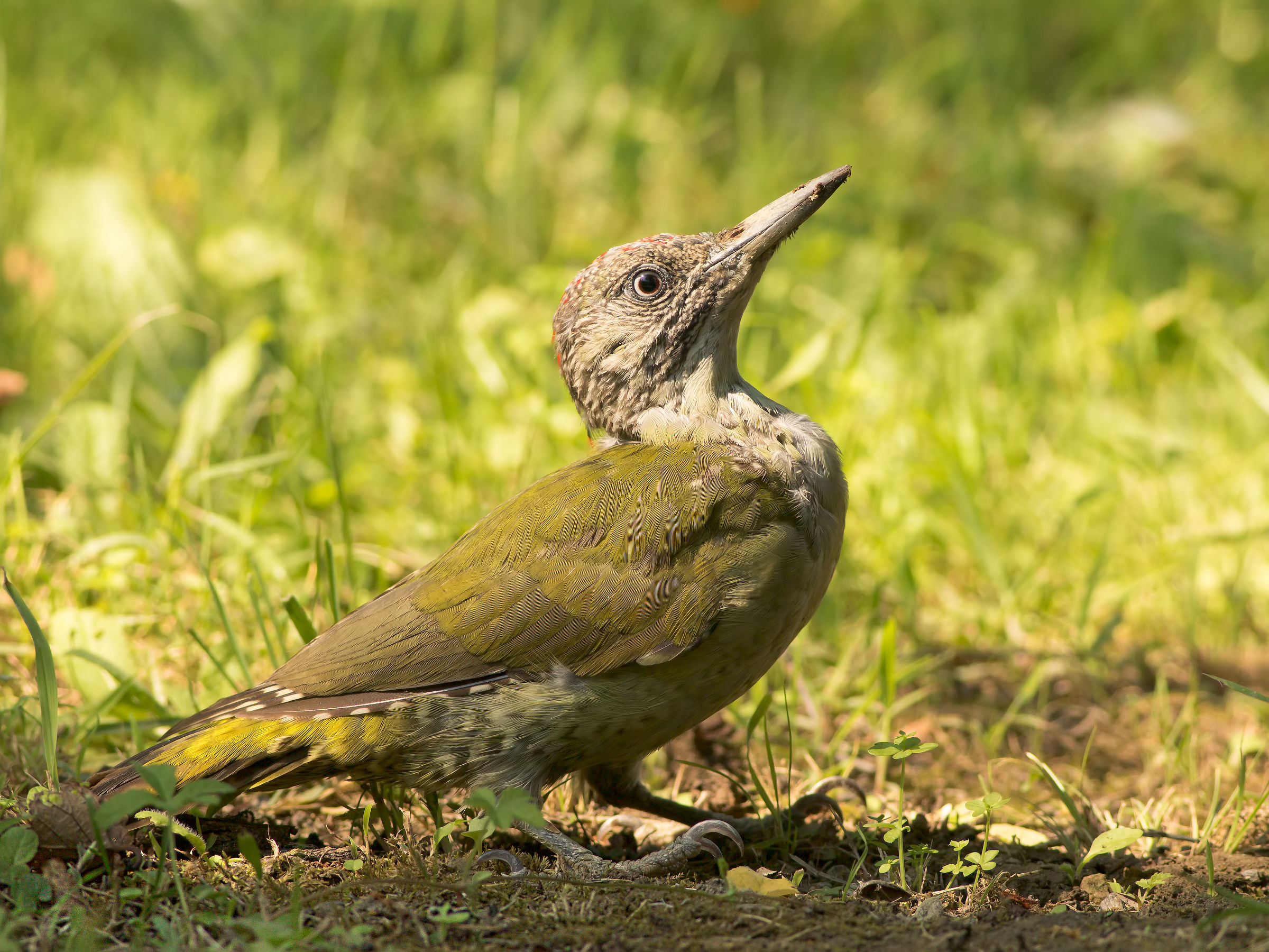 green woodpecker on the ground