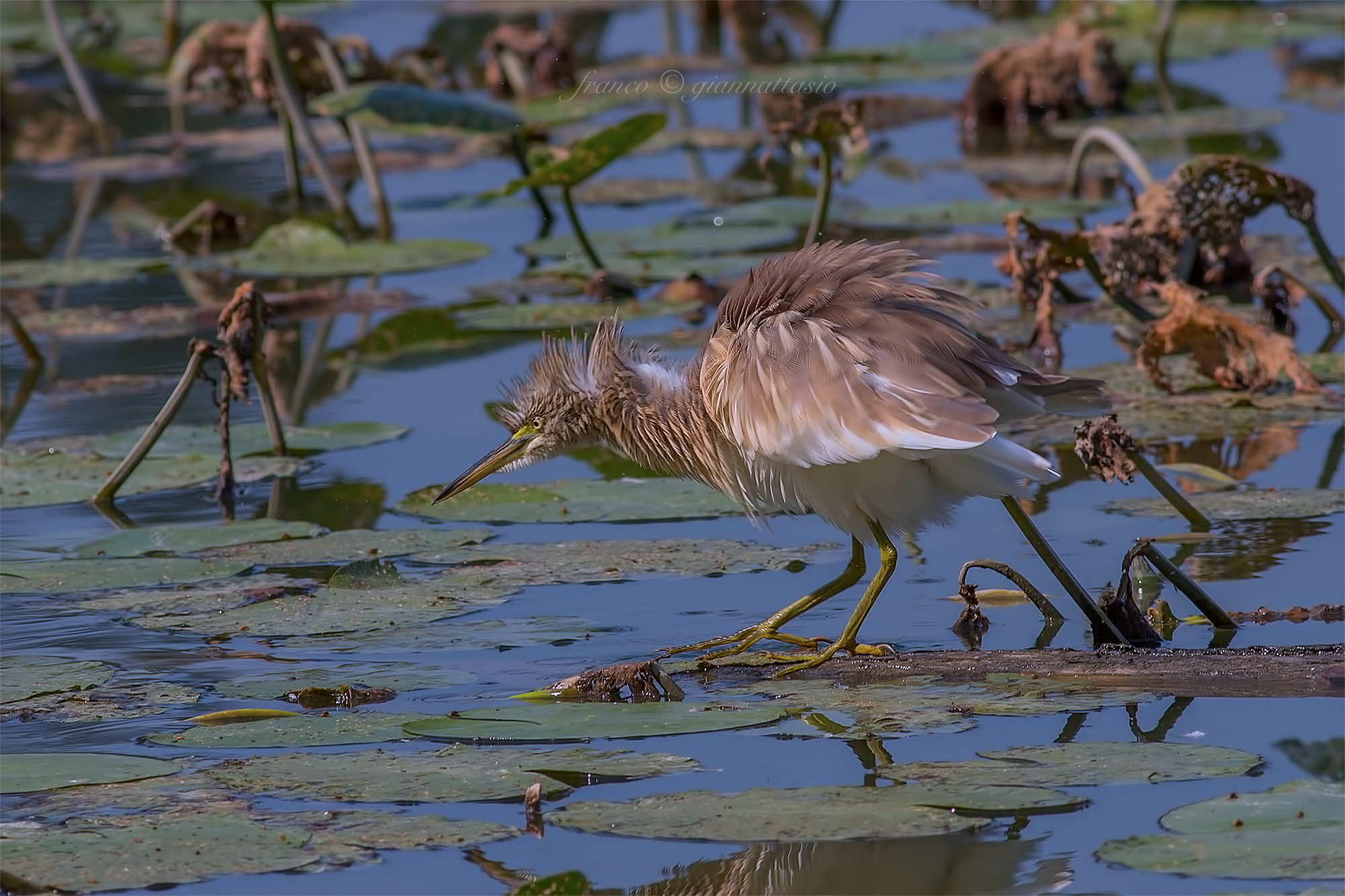 Sgarza Ciuffetta blur.