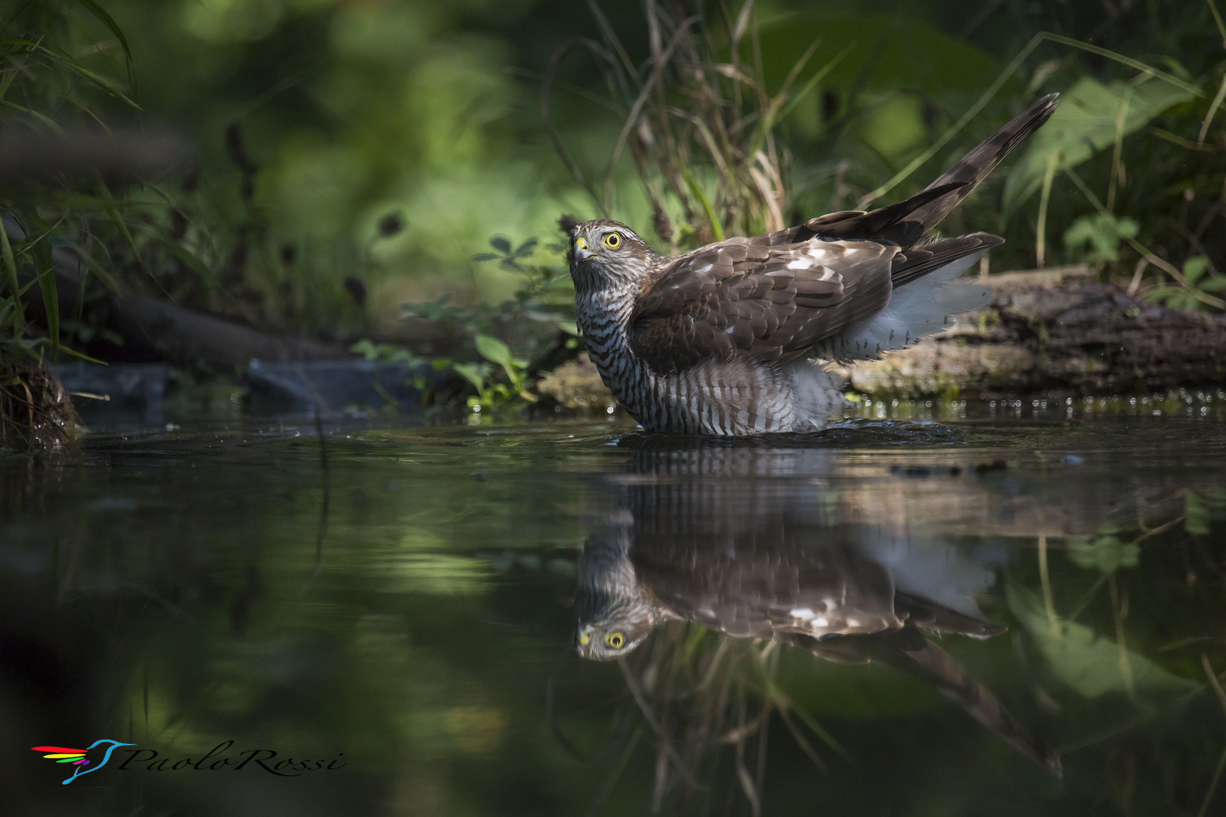 Il bagnetto dello sparviere.