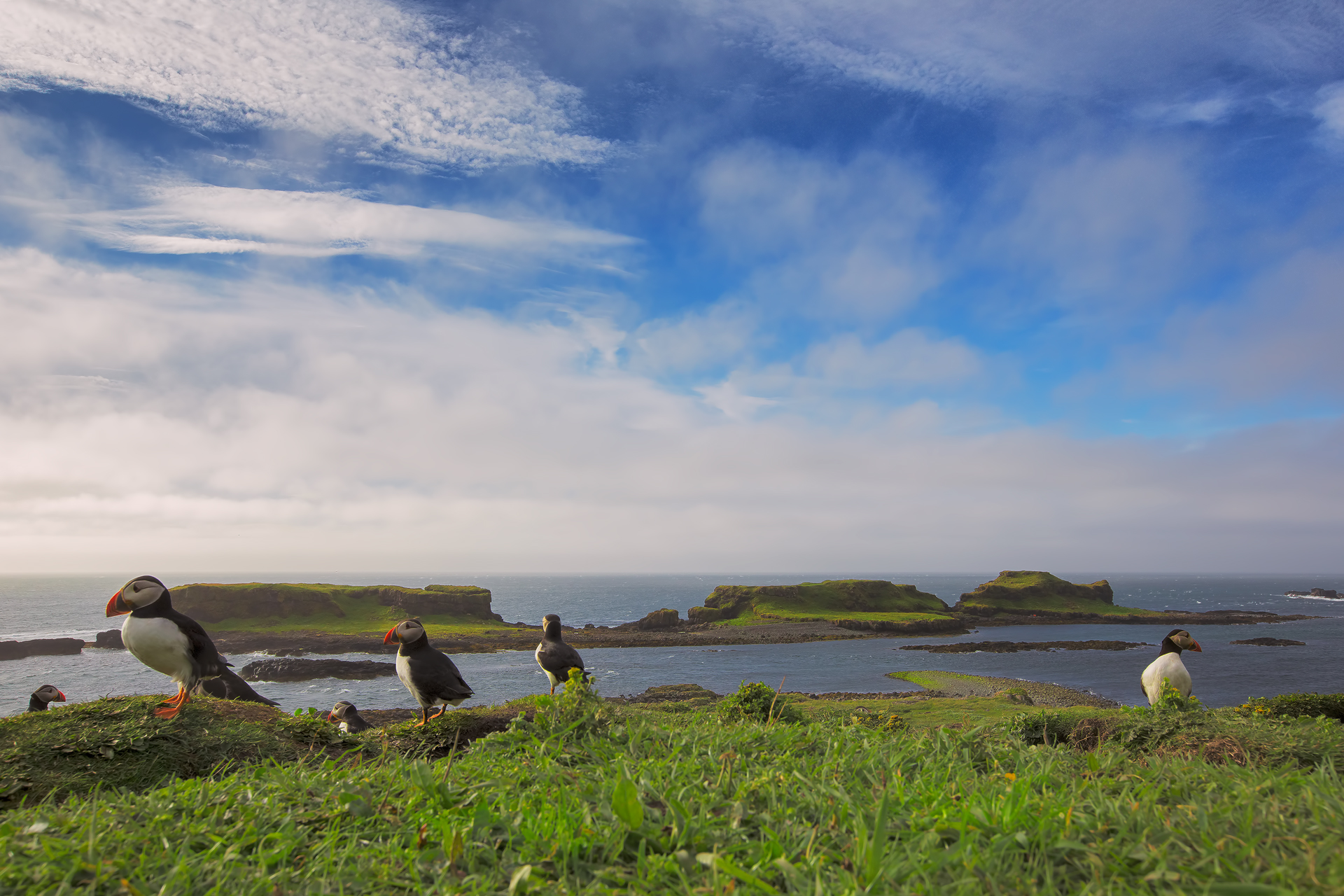 Puffin landscape
