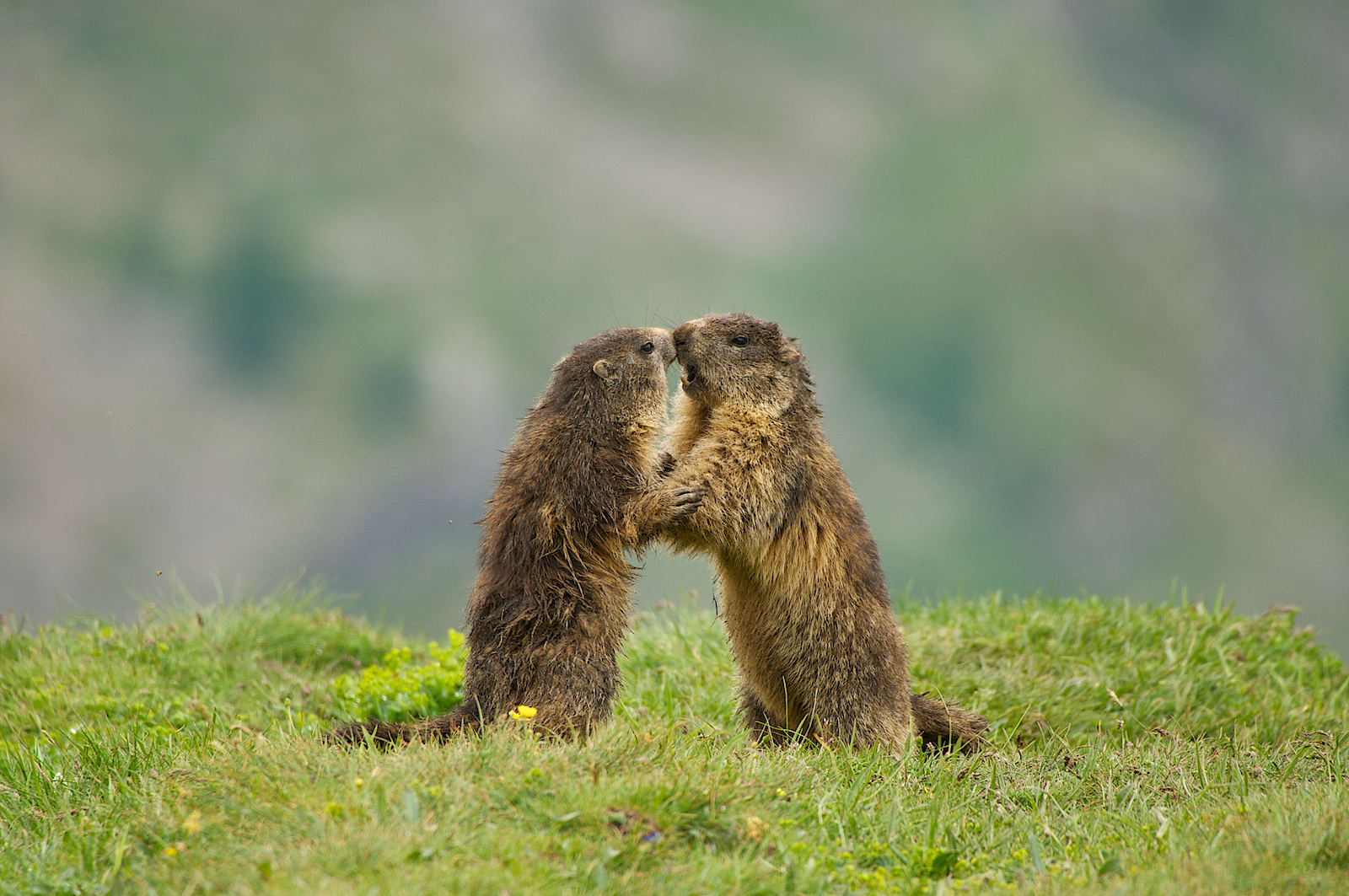 Marmotte del Nivolet