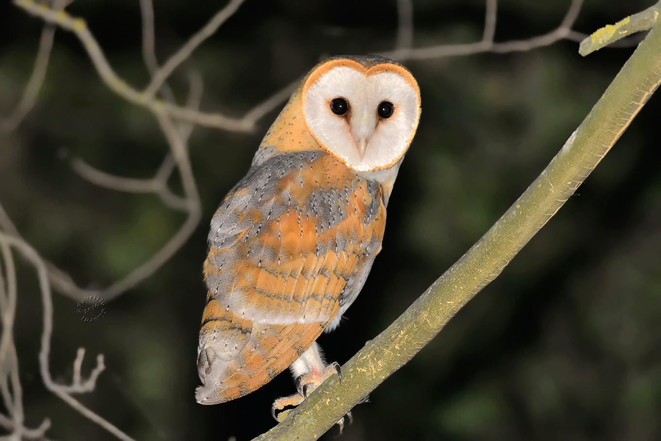 Barbagianni (Tyto alba)