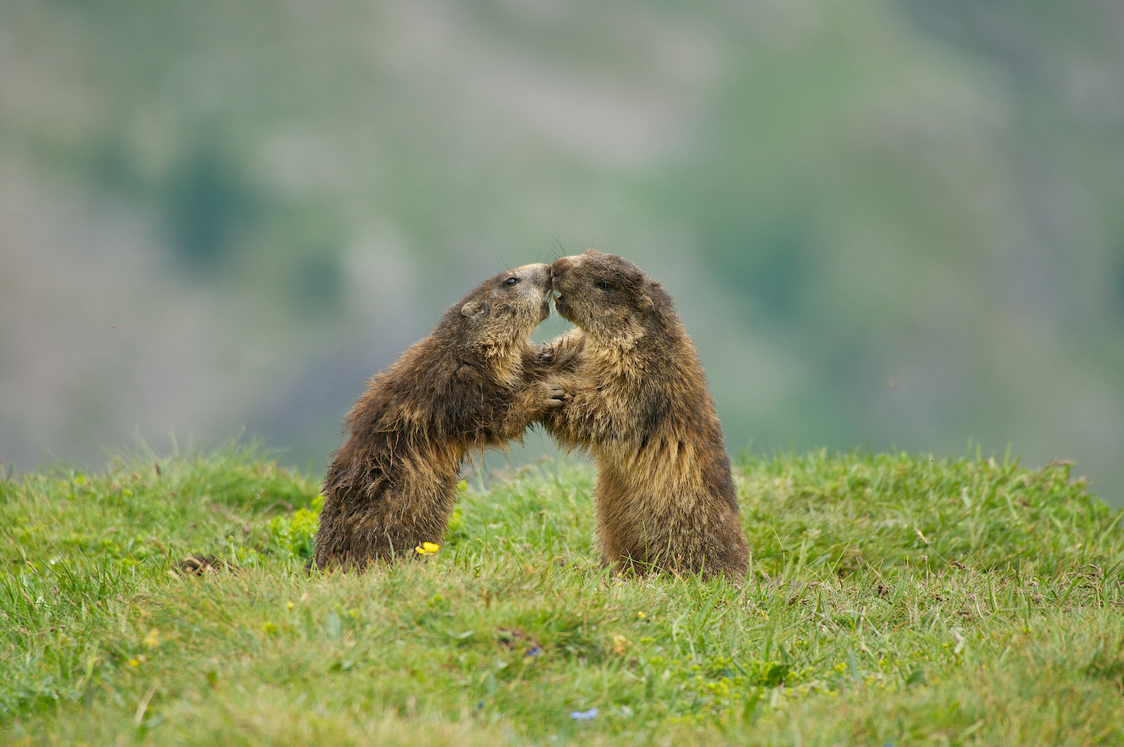 Marmotte del Nivolet
