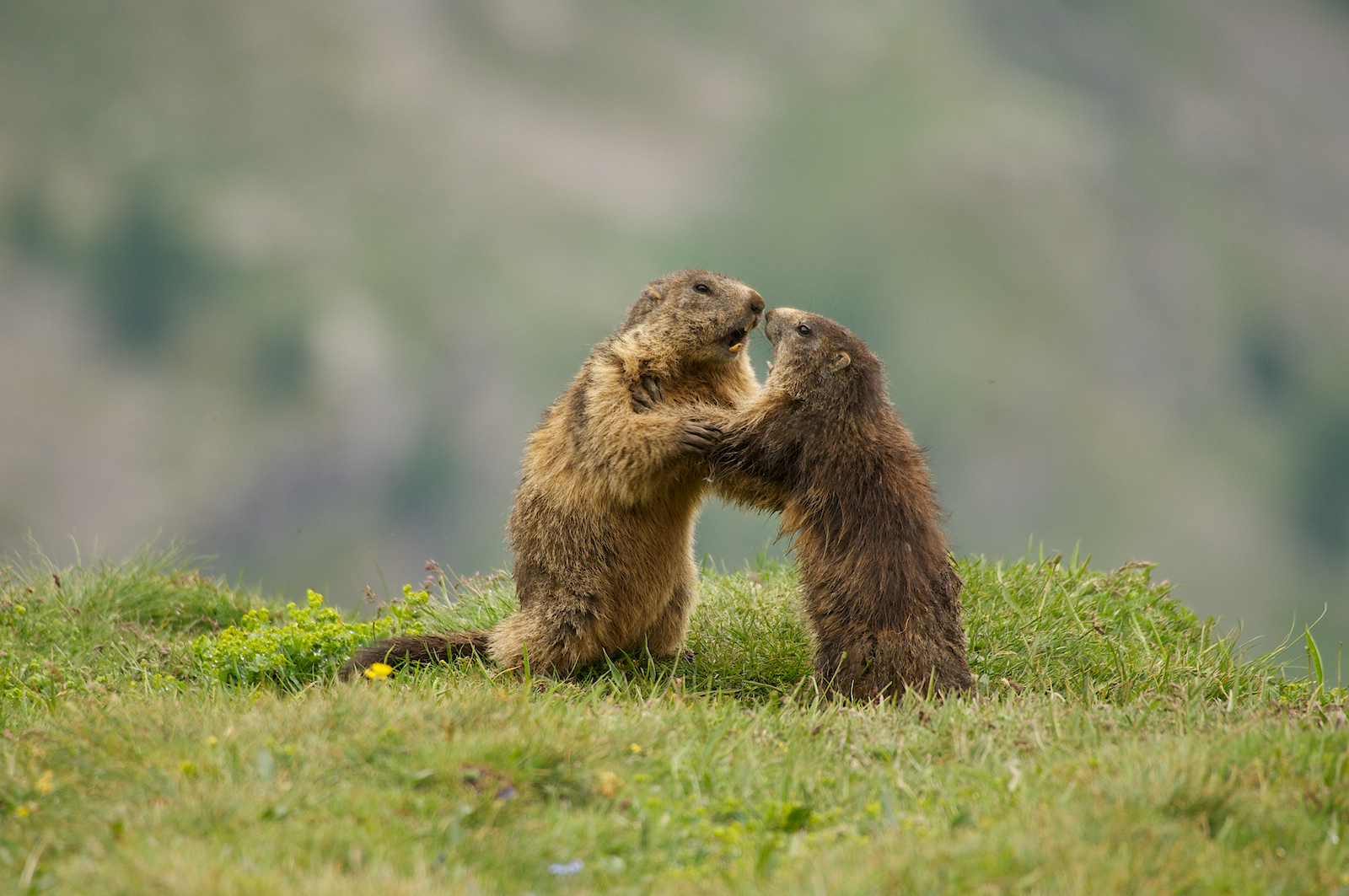 Marmotte del Nivolet