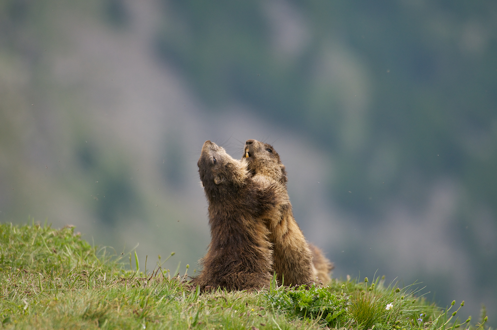 Marmotte del Nivolet