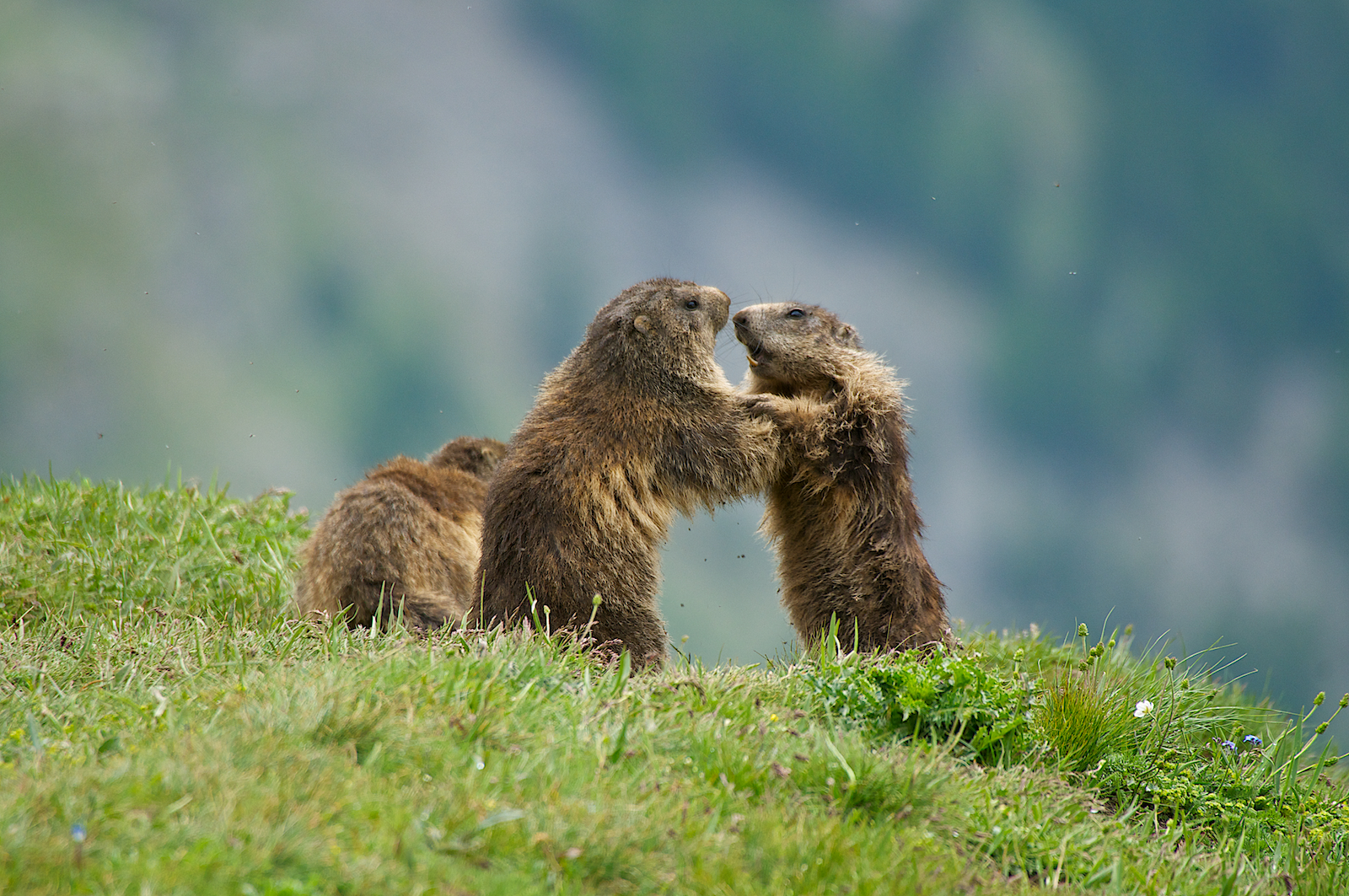 Marmotte del Nivolet