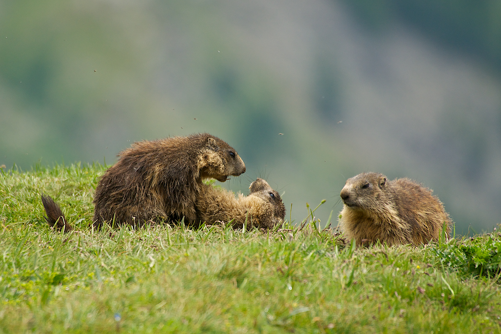 Marmotte del Nivolet