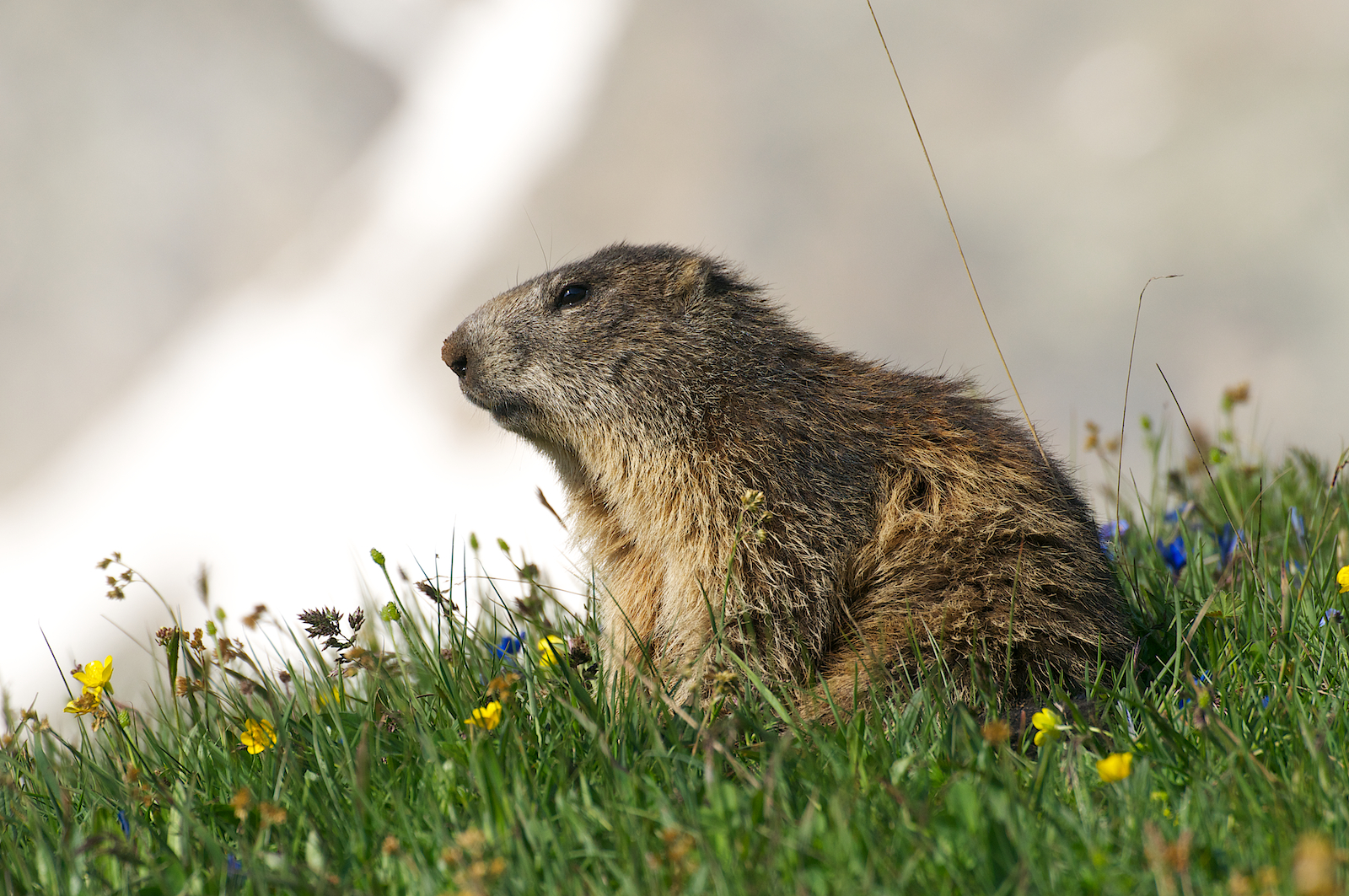 Marmotte del Nivolet