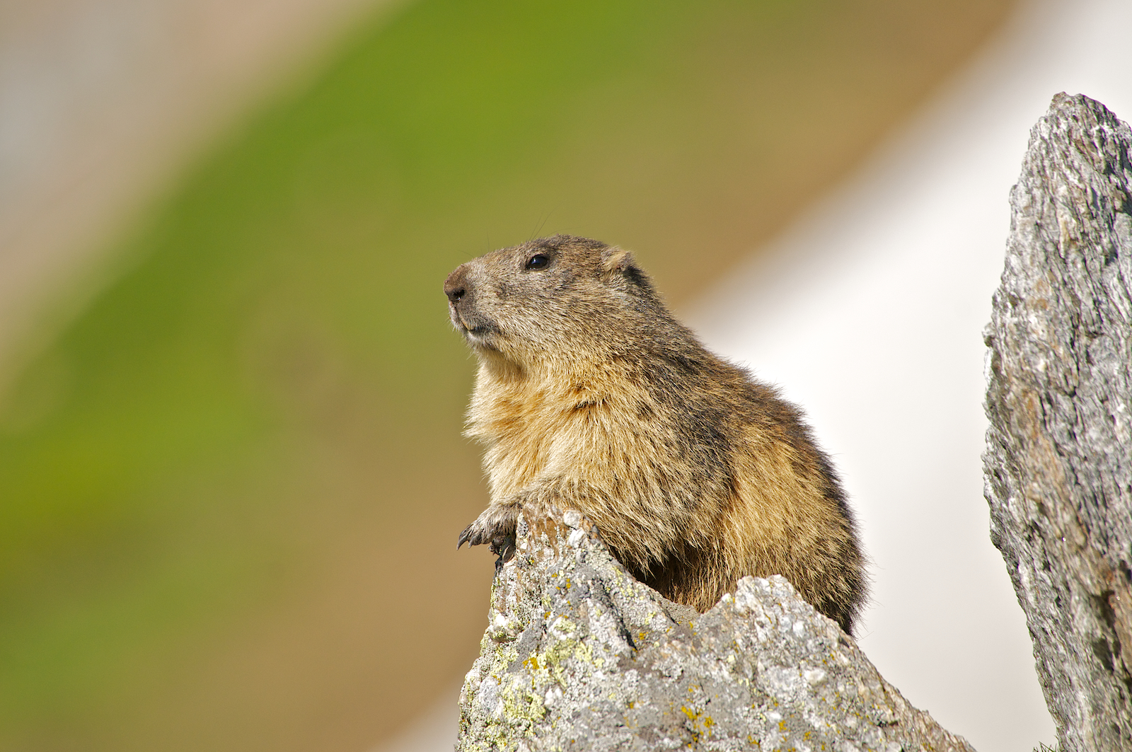 Marmotte del Nivolet