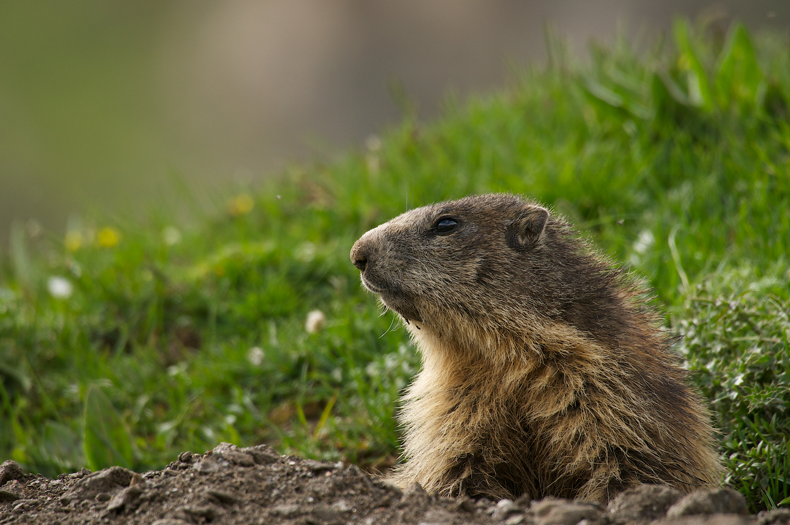 Marmotte del Nivolet