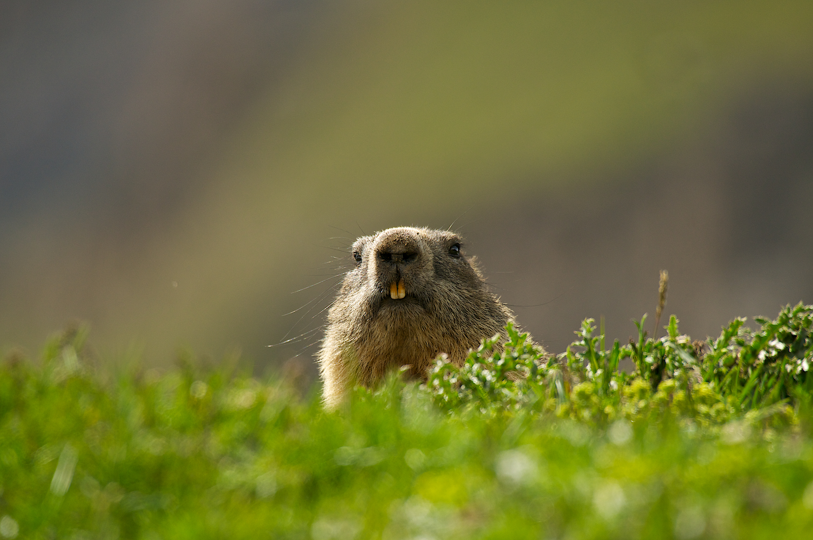 Marmotte del Nivolet