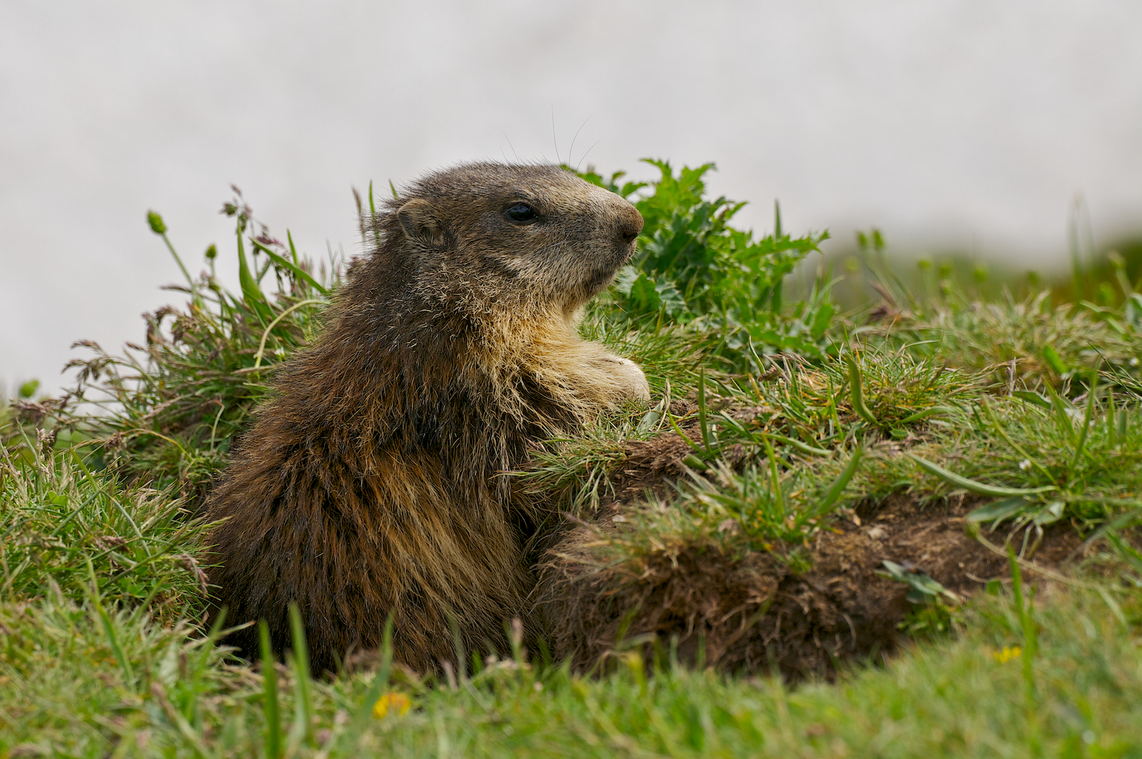Marmotte del Nivolet