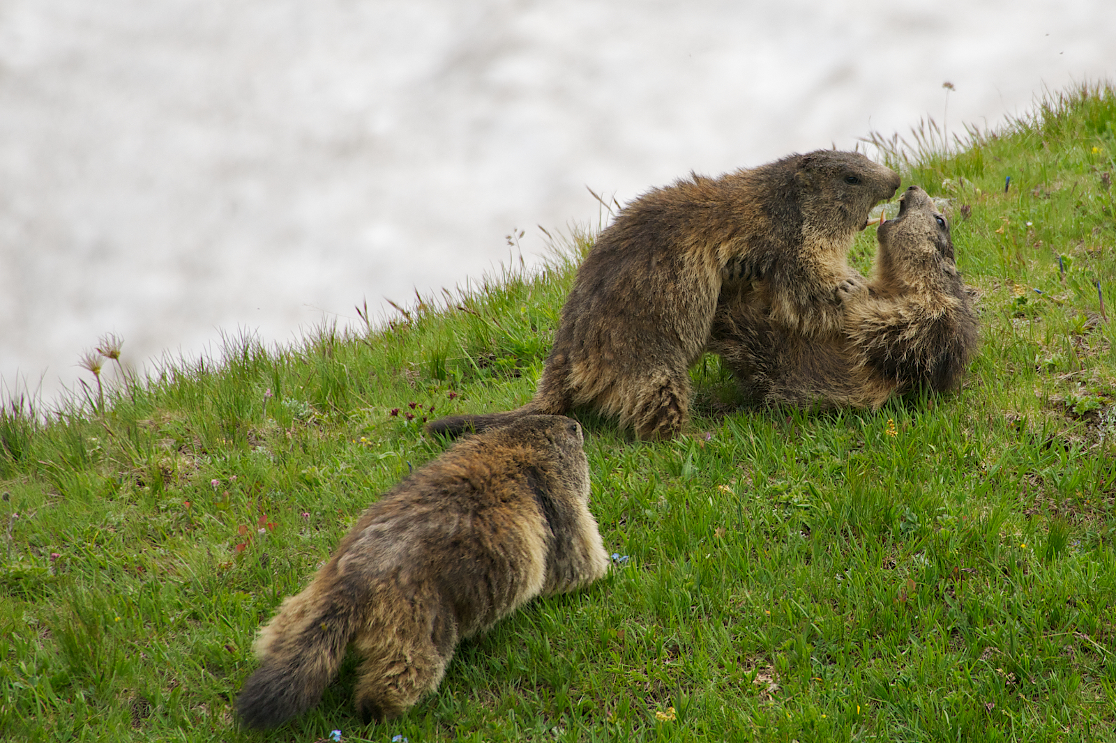 Marmotte del Nivolet