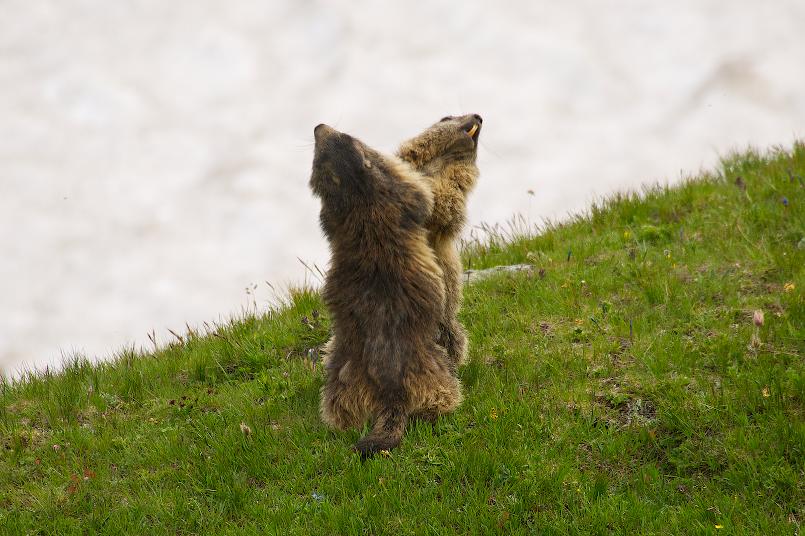 Marmotte del Nivolet