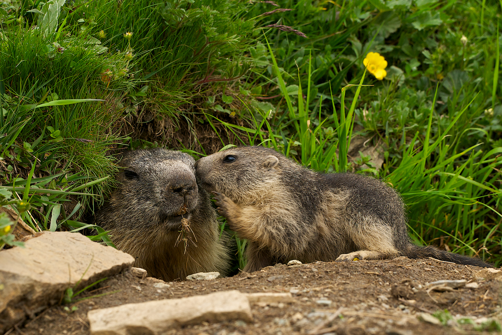 Marmotte del Nivolet