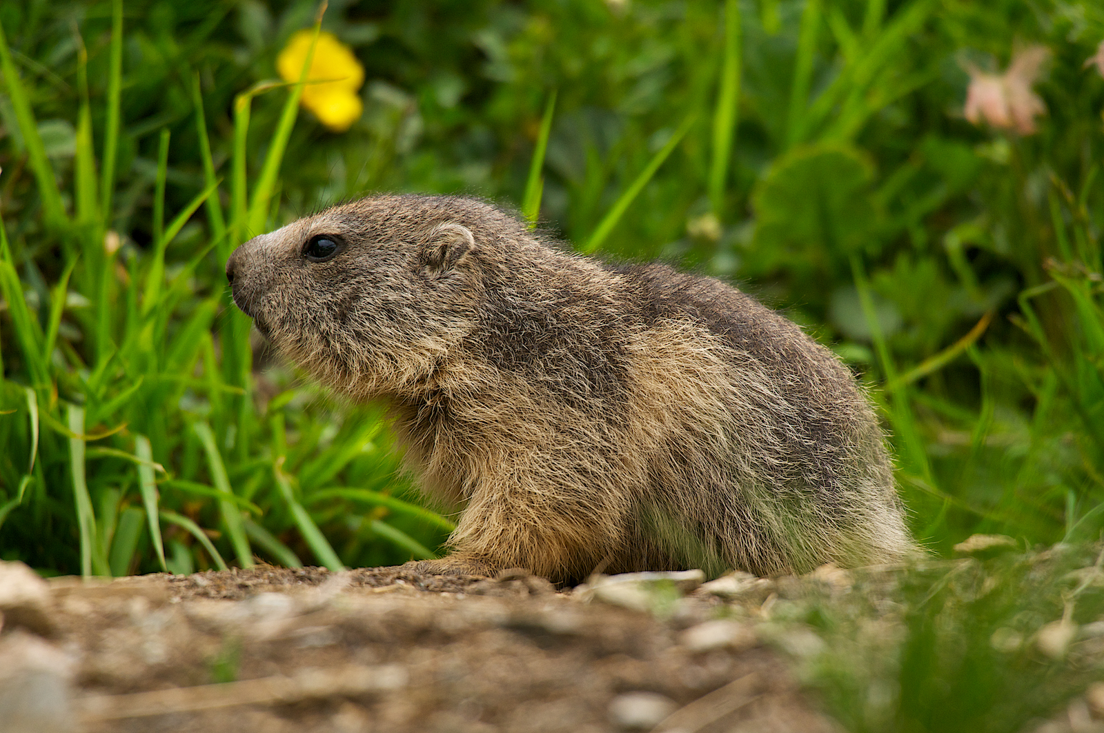 Marmotte del Nivolet