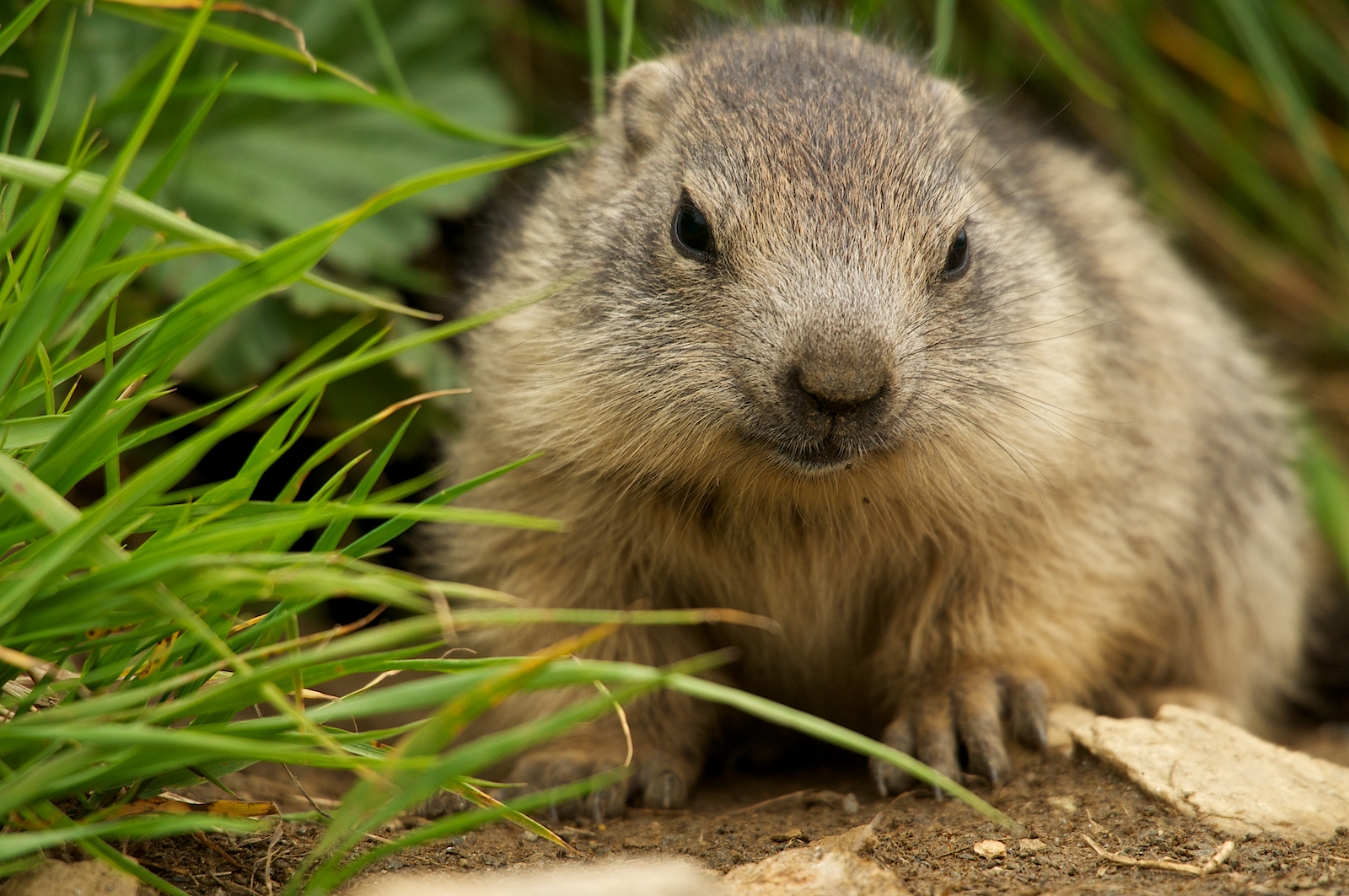 Marmotte del Nivolet
