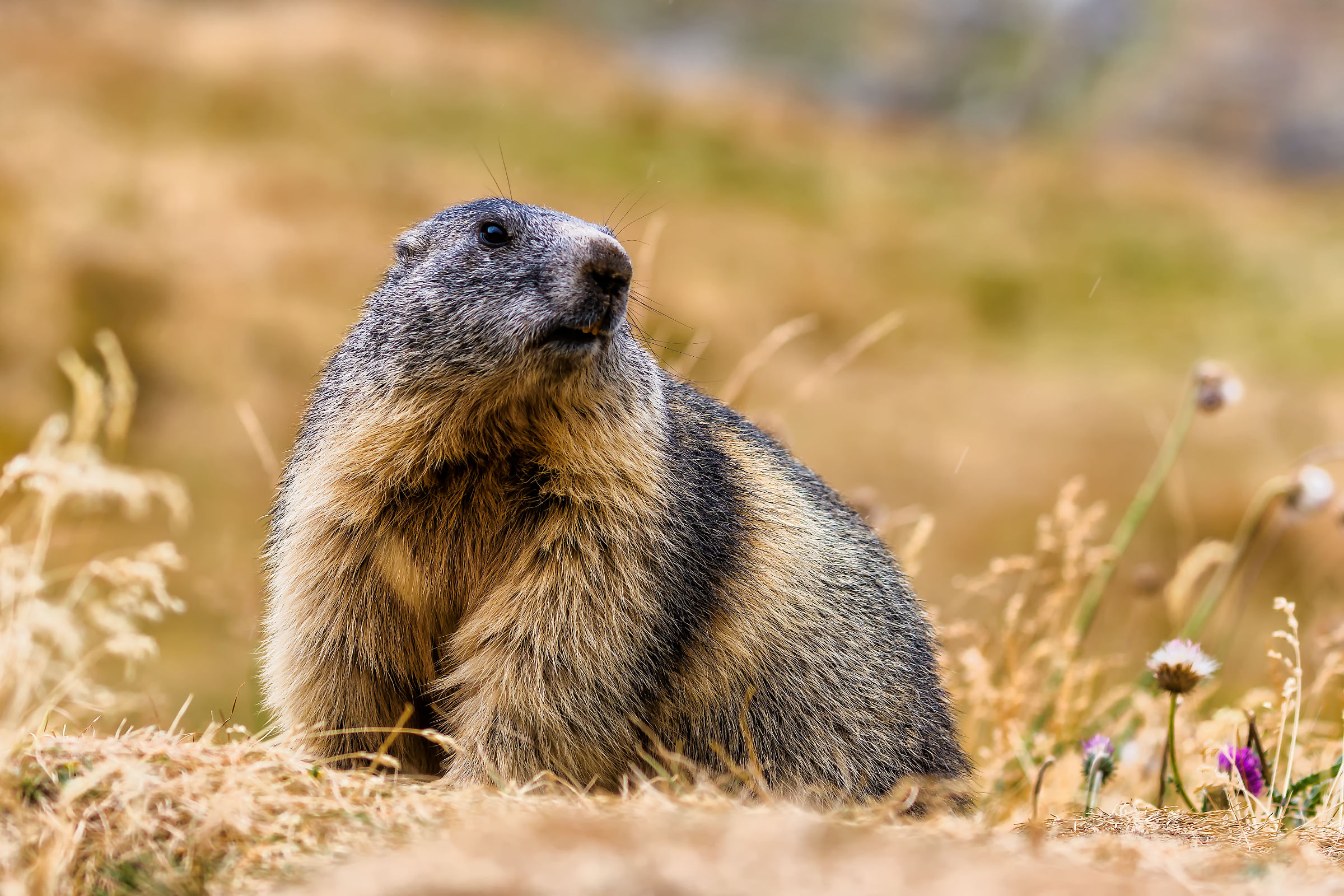 Marmot