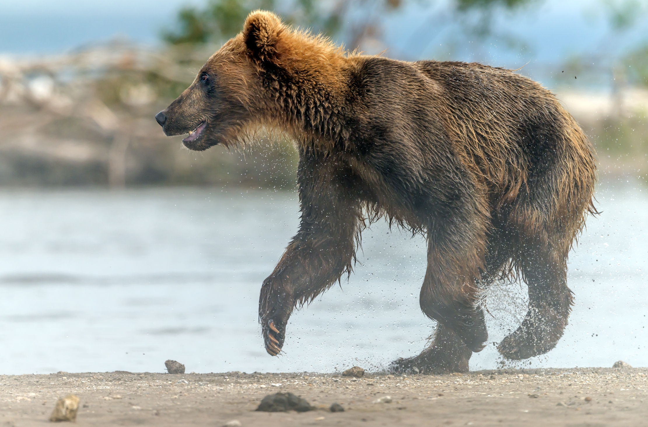 Kamchatka 2016 - Di corsa nella nebbiolina