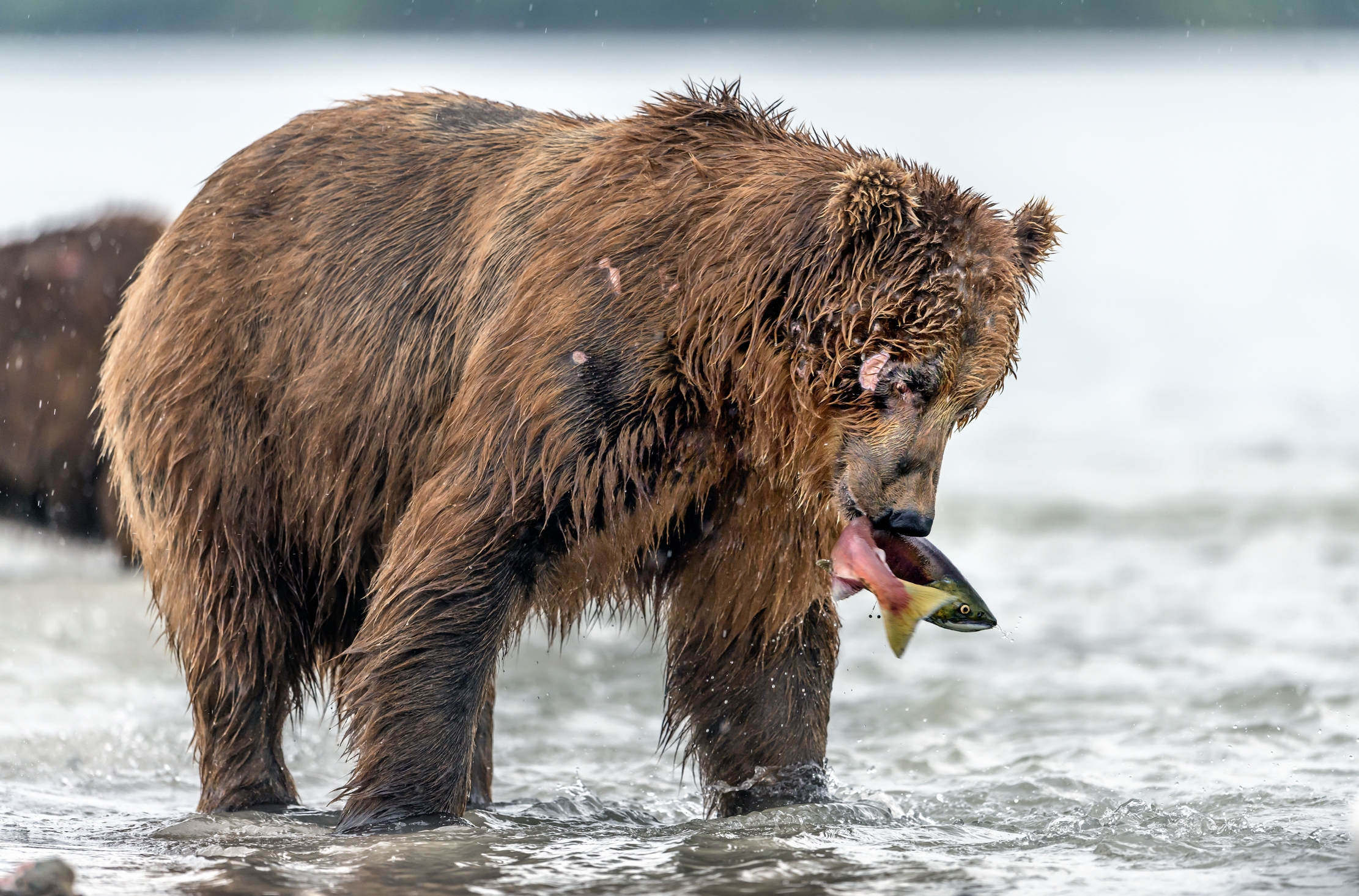 Kamchatka 2016 - Con la preda