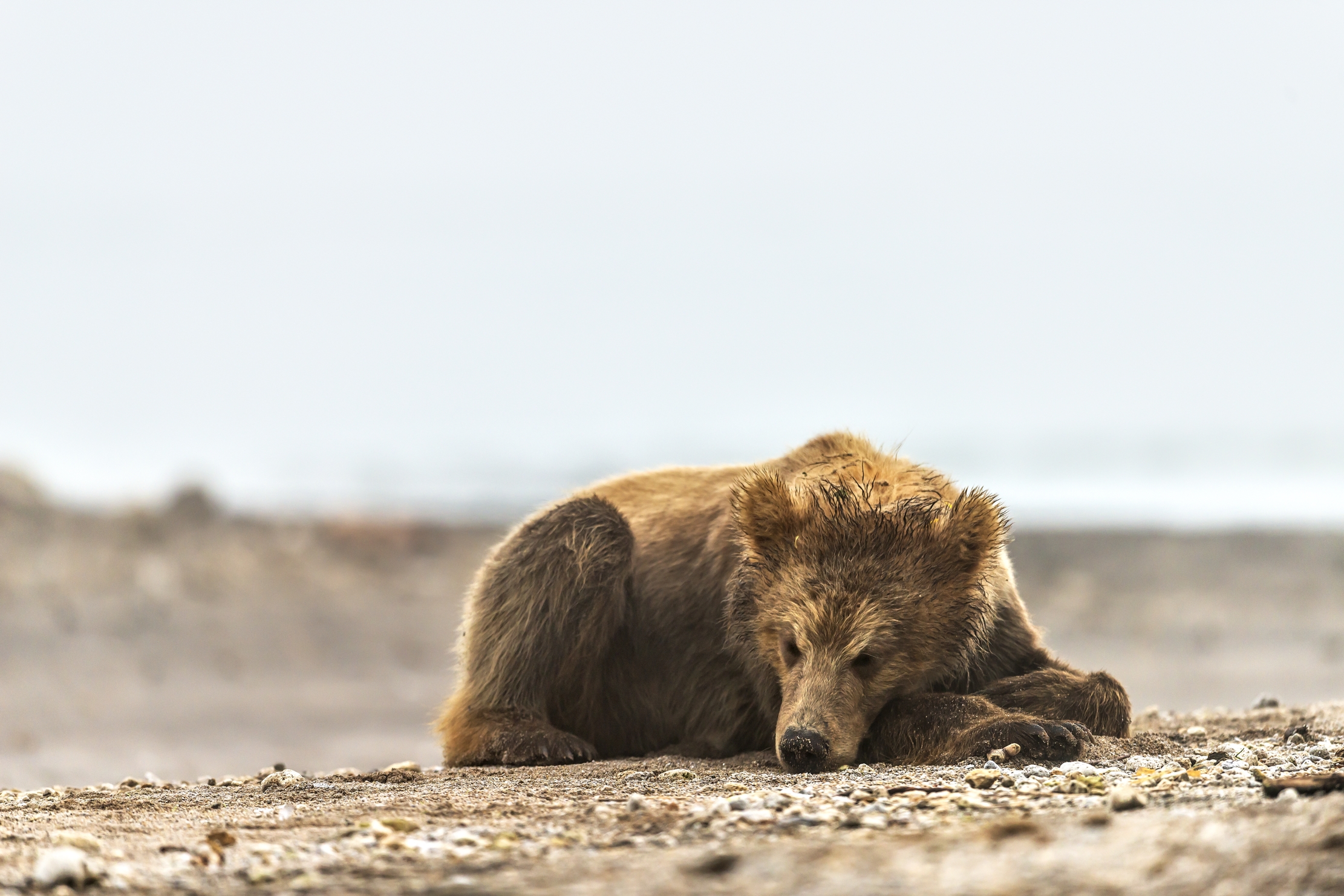 Kamchatka 2016 - Riposo nella bruma mattutina
