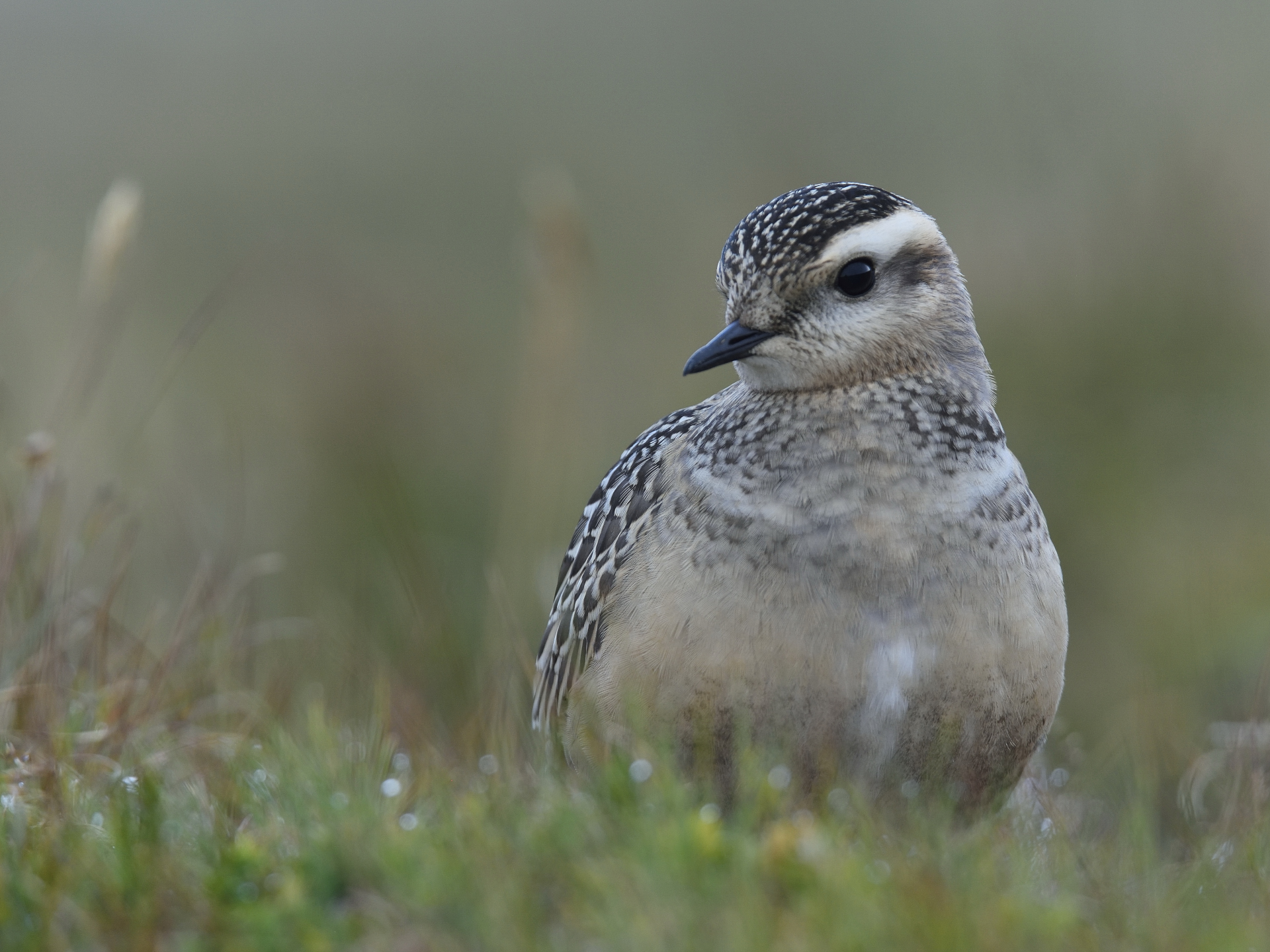 Dotterel 4