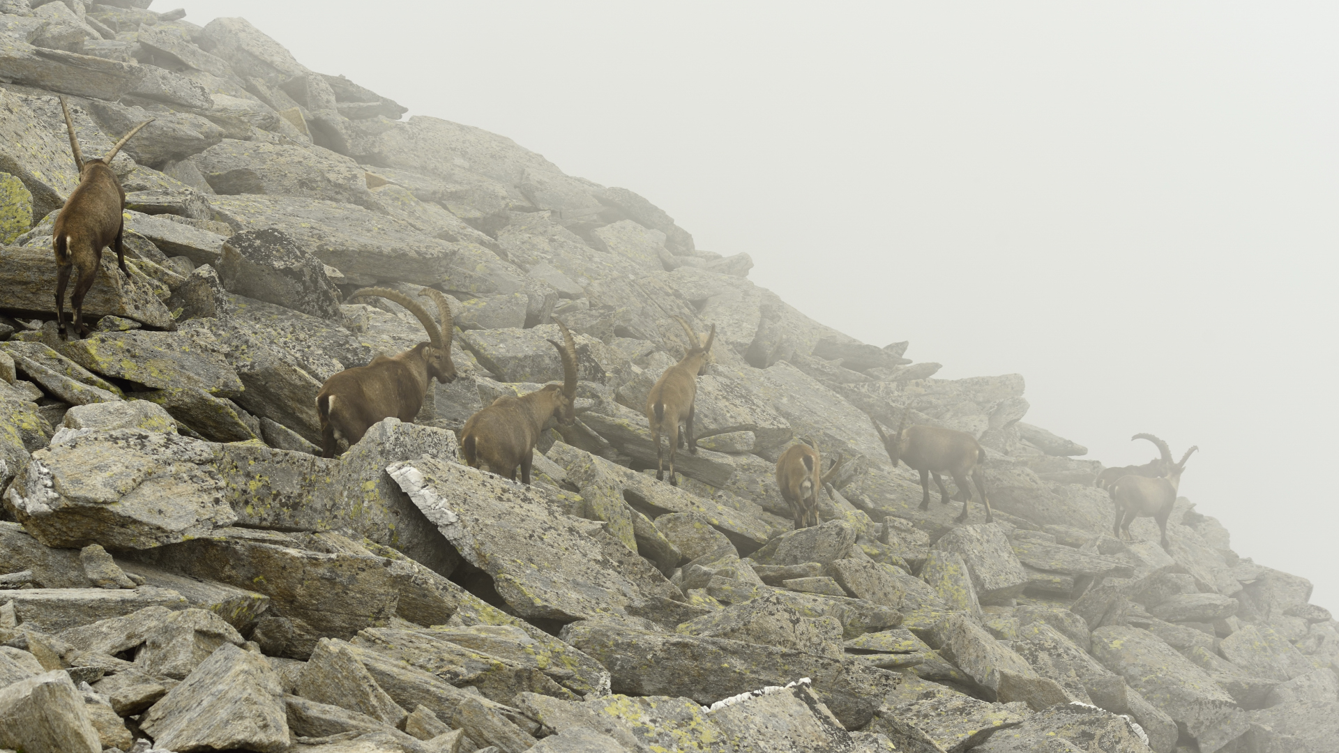 Ibex in the fog