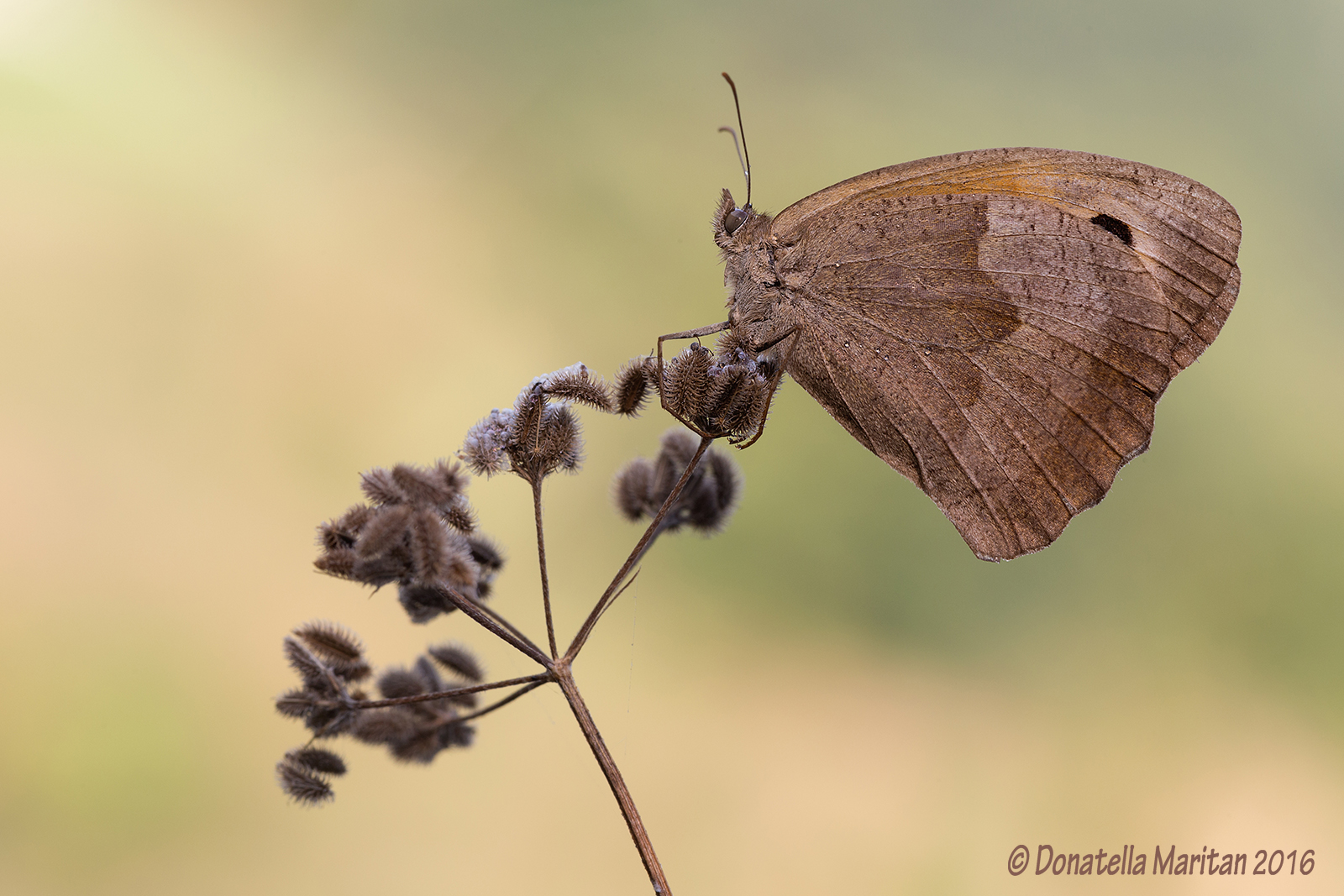 Coenonympha pamphilus