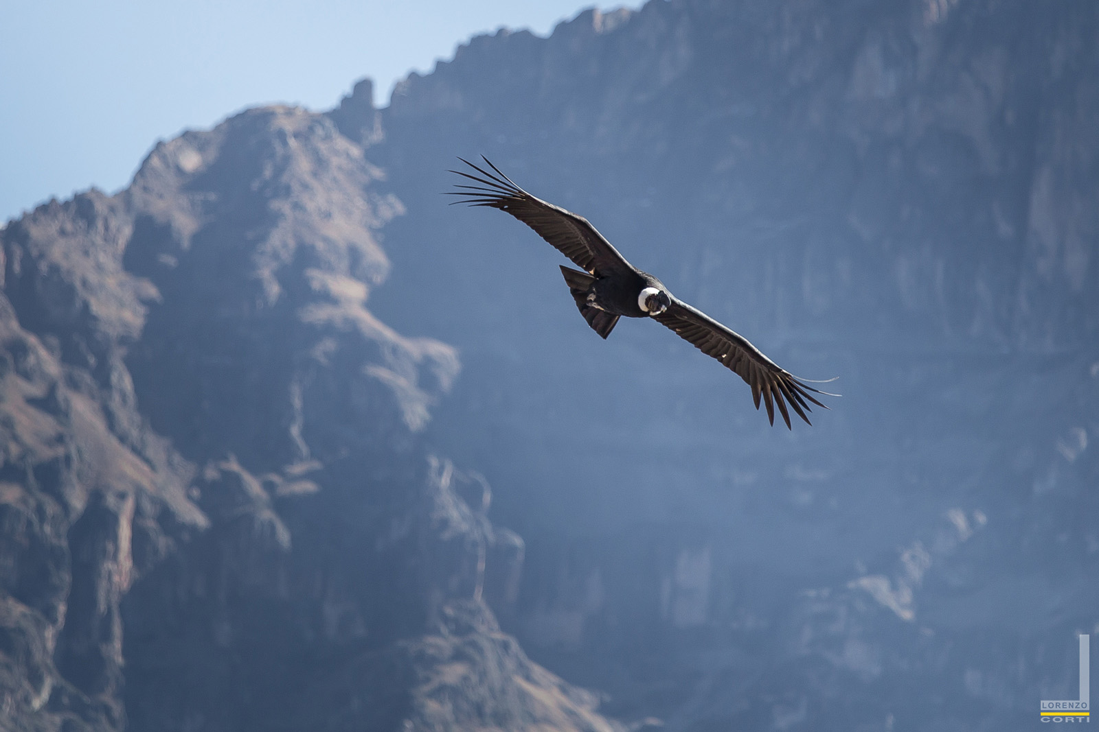 Condor in the Colca Valley