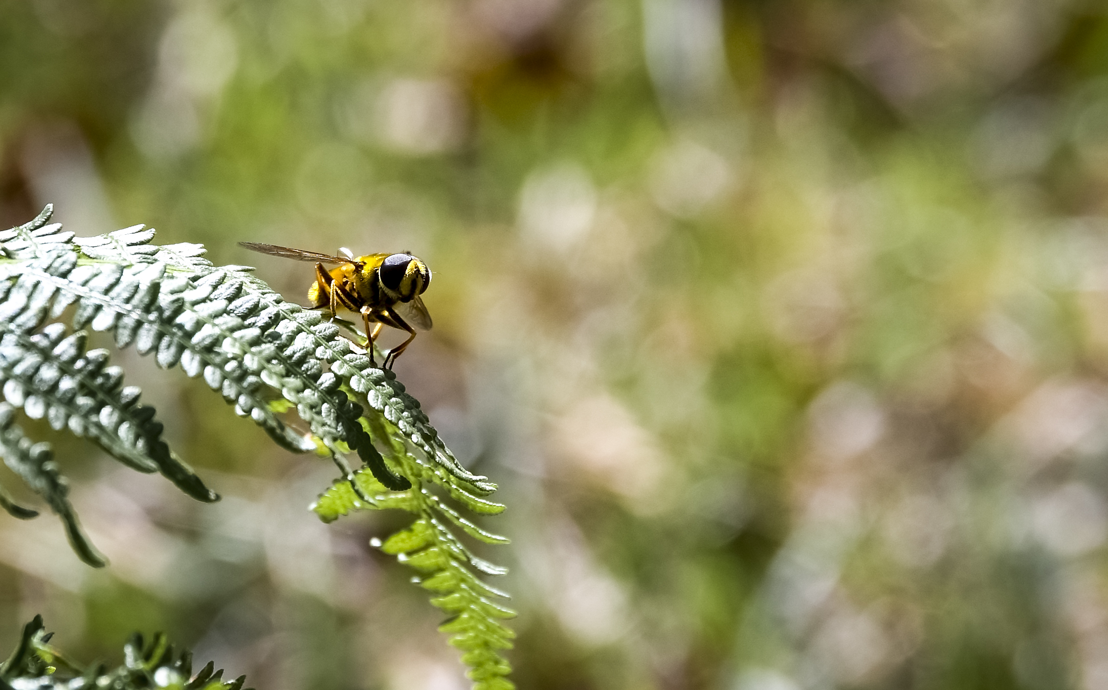 bee