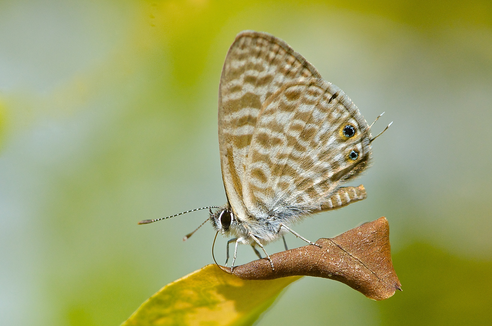Leptotes pirithous