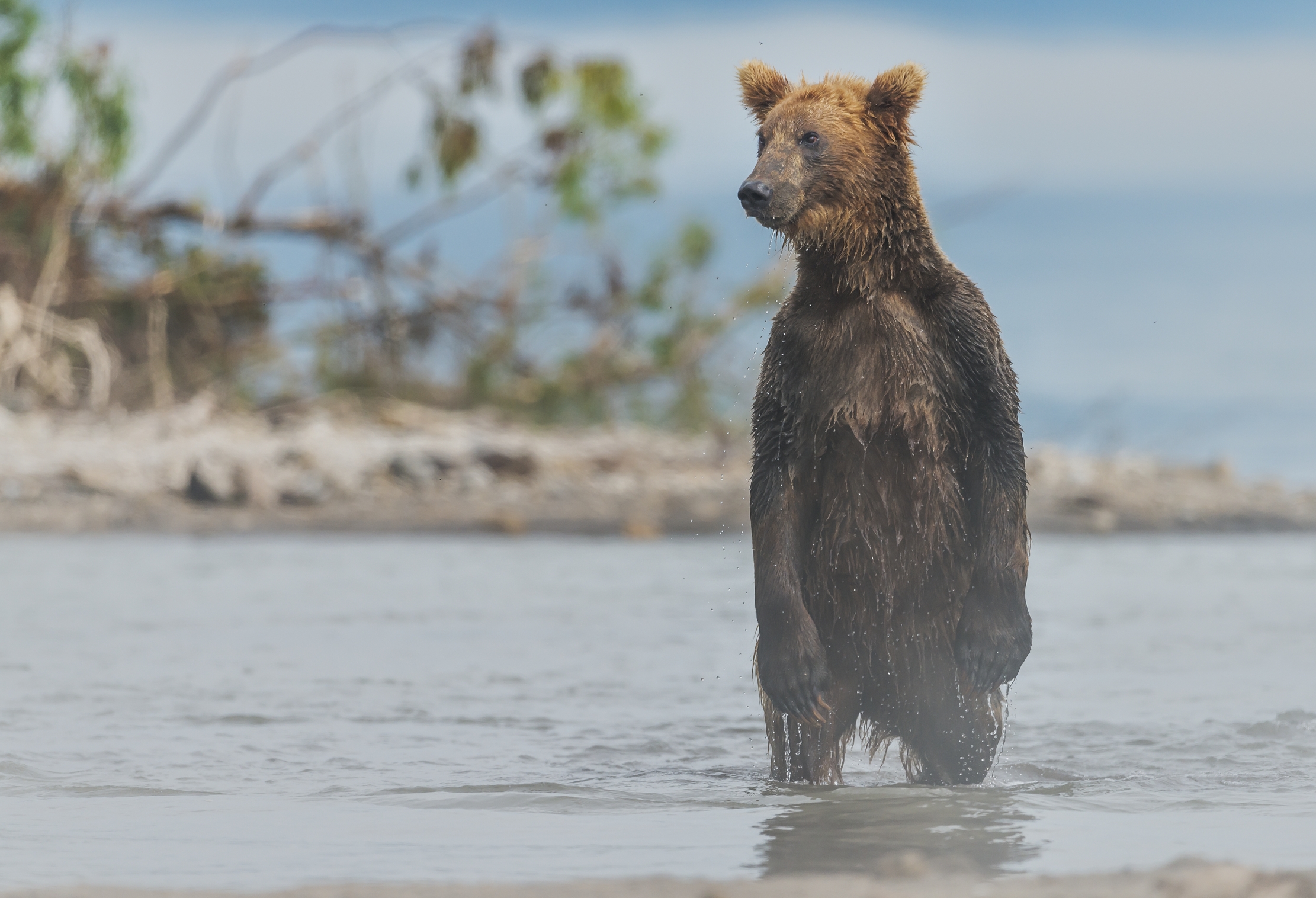Kamchatka 2016 - Nella nebbia del mattino