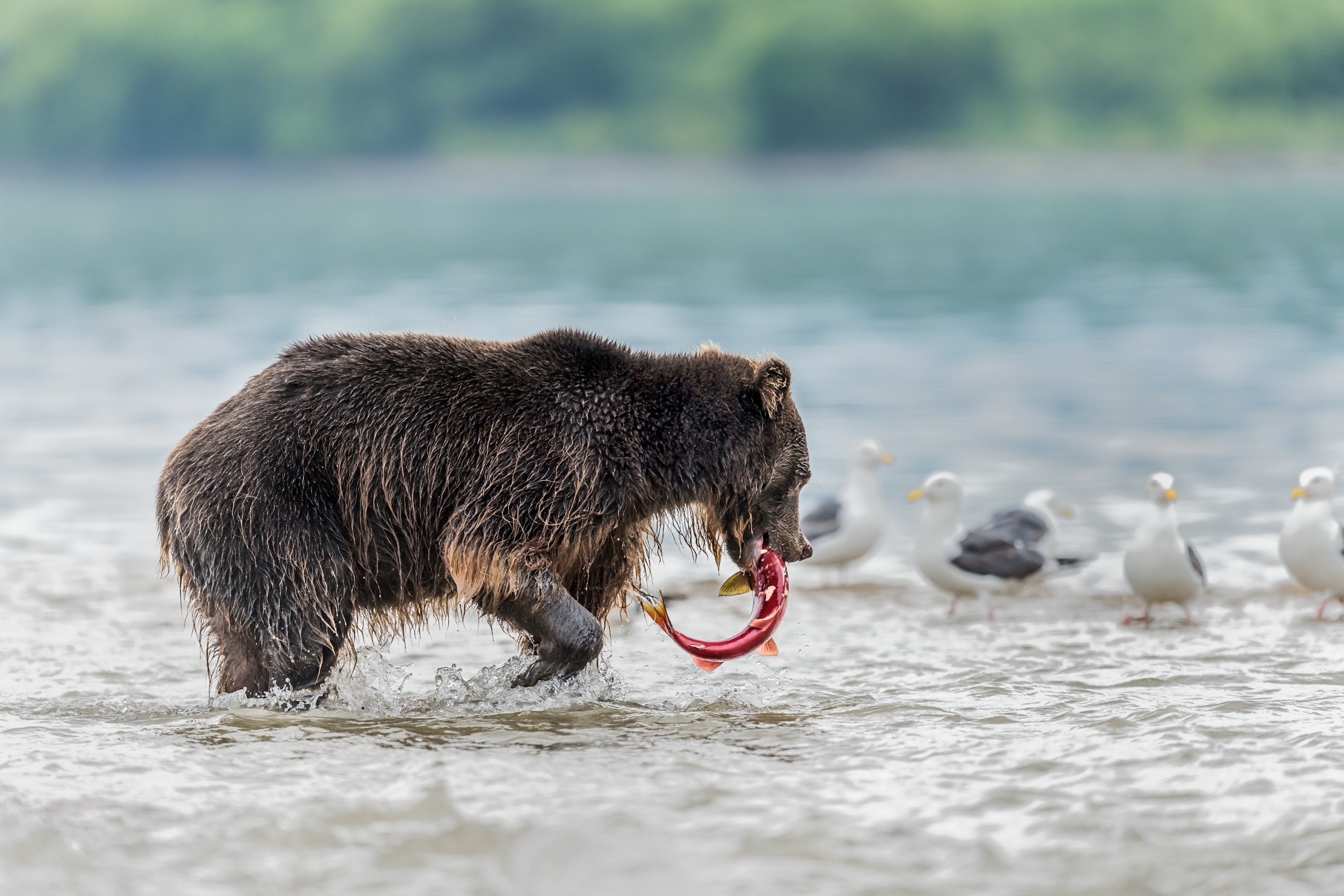 Kamchatka 2016 - Con il salmone pescato