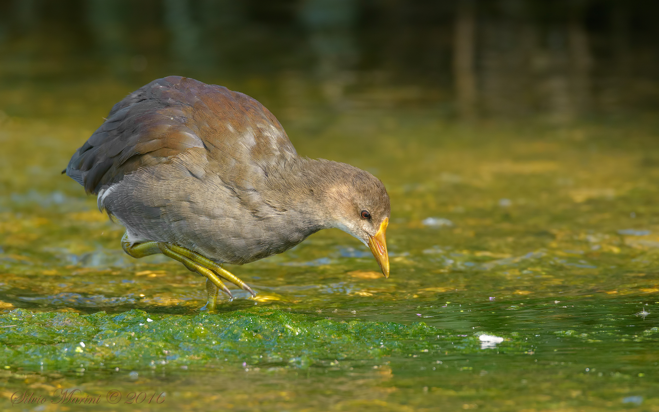 Gallinella d'acqua juve