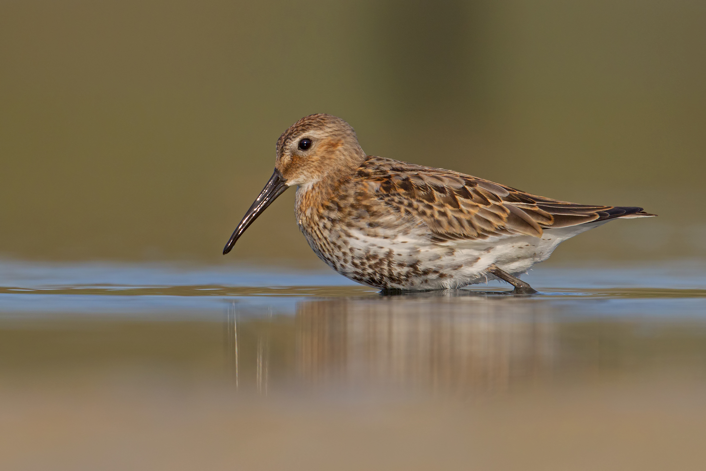 Dunlin