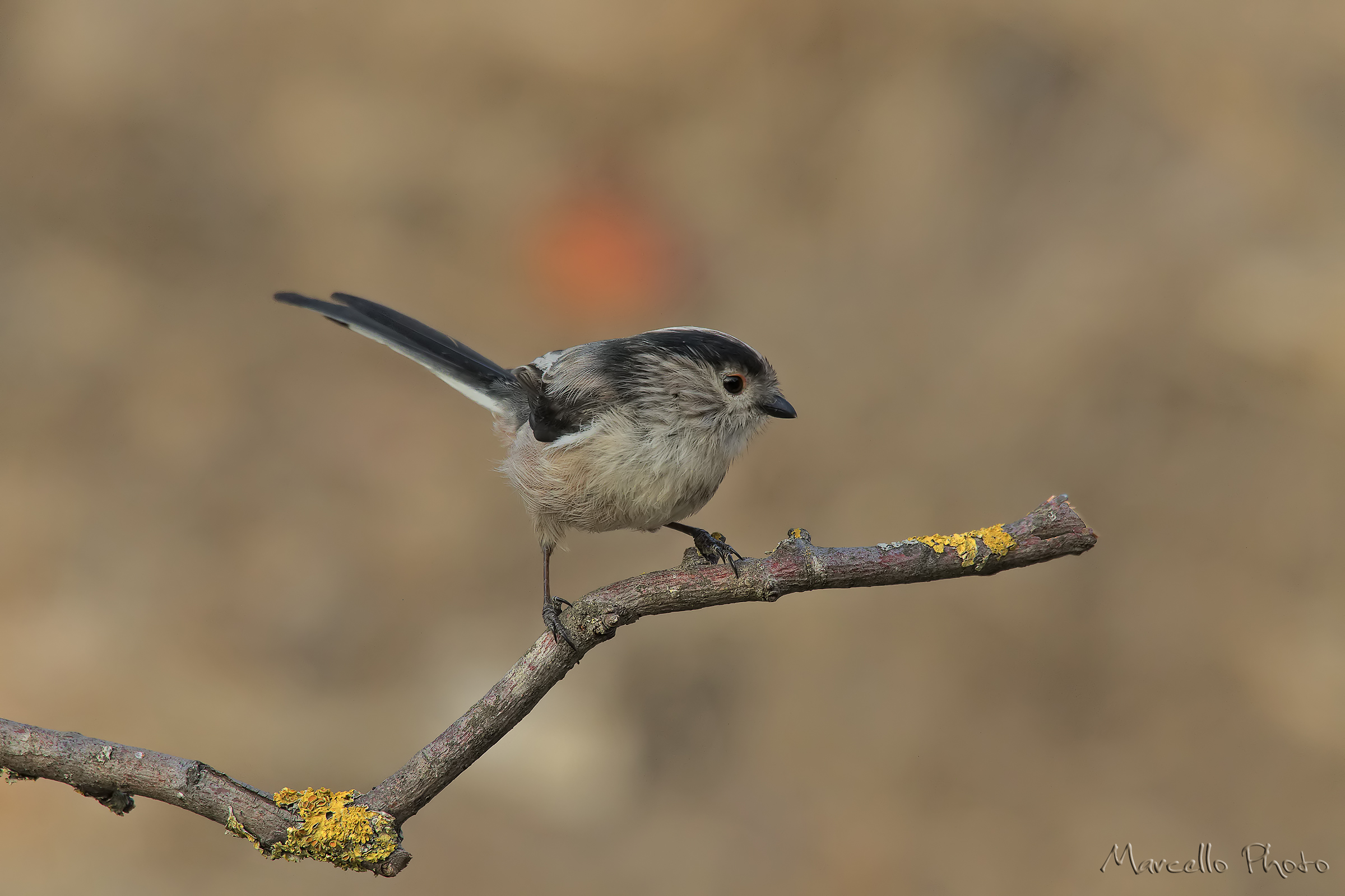 Long-tailed Tit