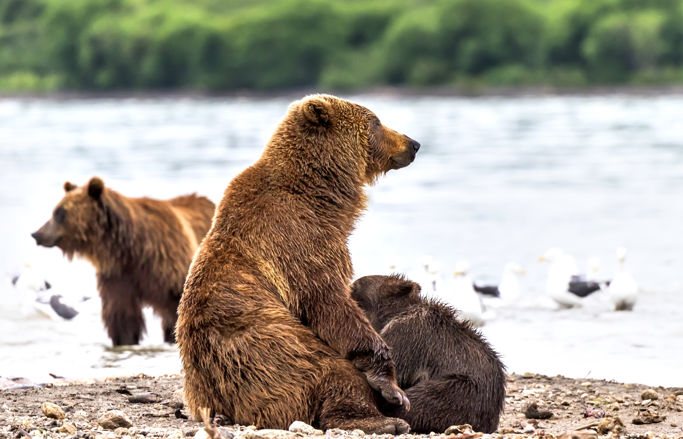 Kamchatka 2016 - Mentre si allatta
