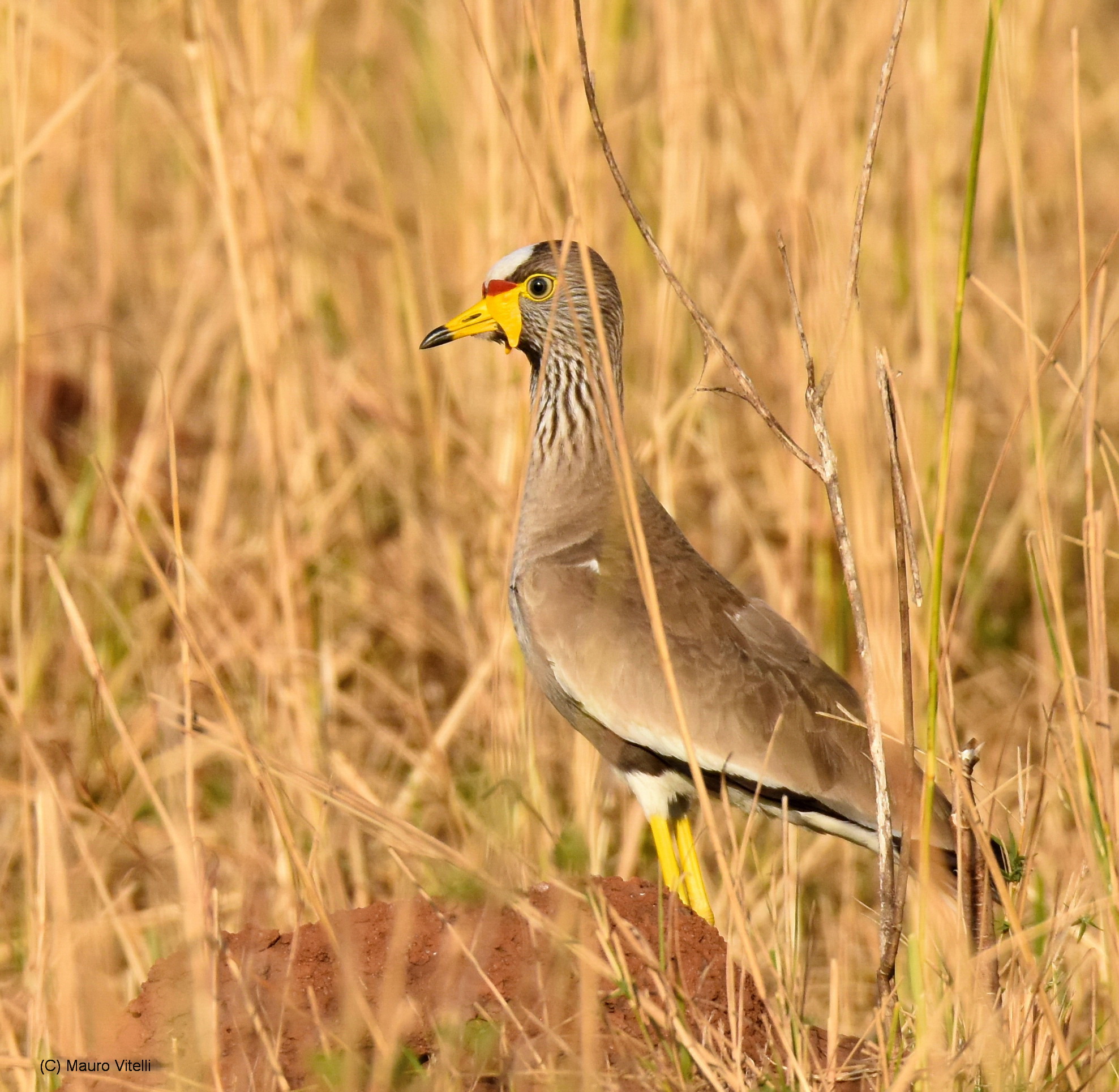 African wattled lapwing plover (African wattled lapwing)