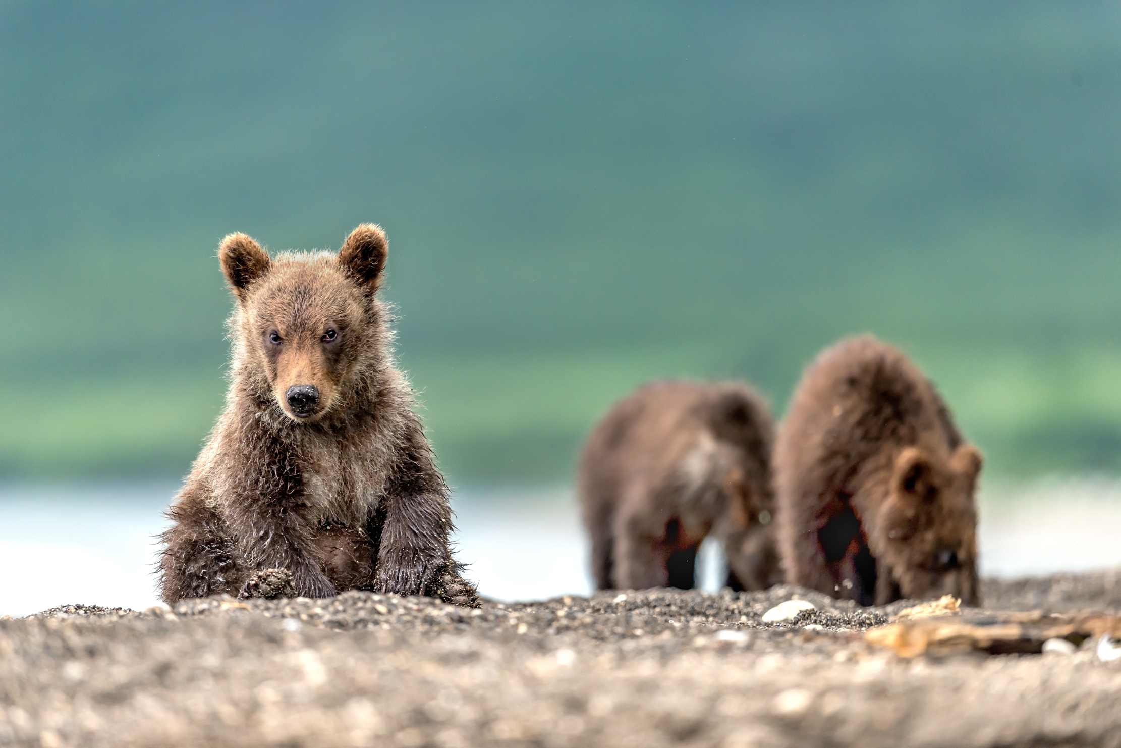Kamchatka 2016 - Cucciolo